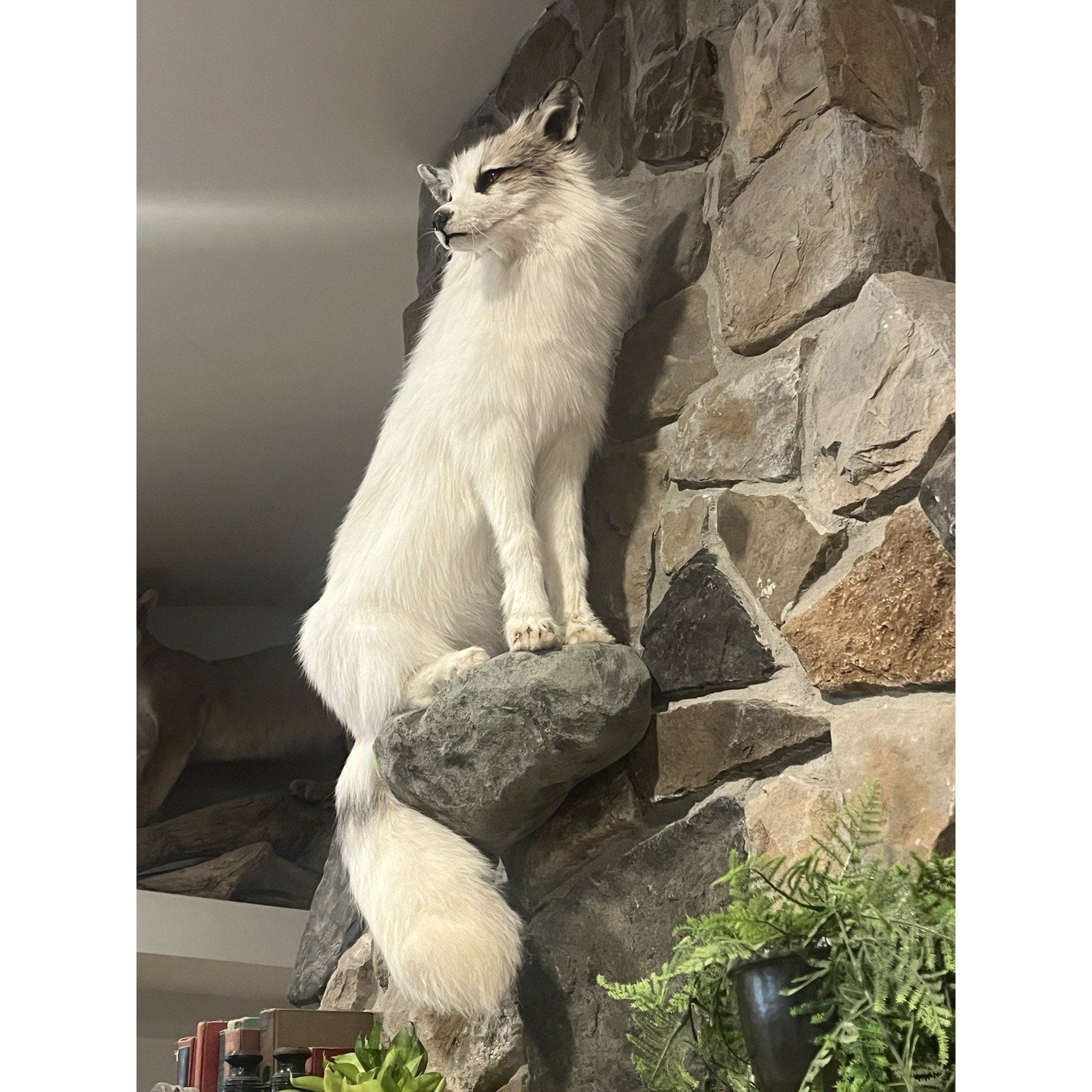 FHWL13 - White Cross Fox Taxidermy mount