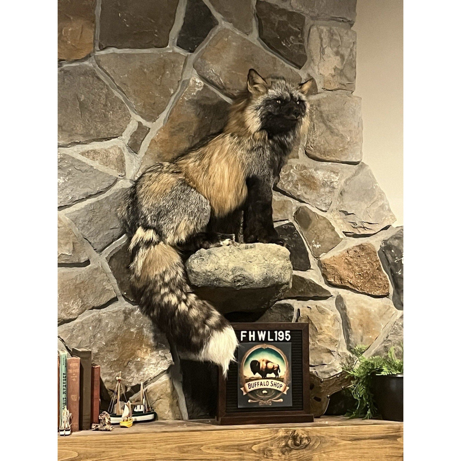 FHWL195- Museum Quality Ranch Fox Taxidermy mount