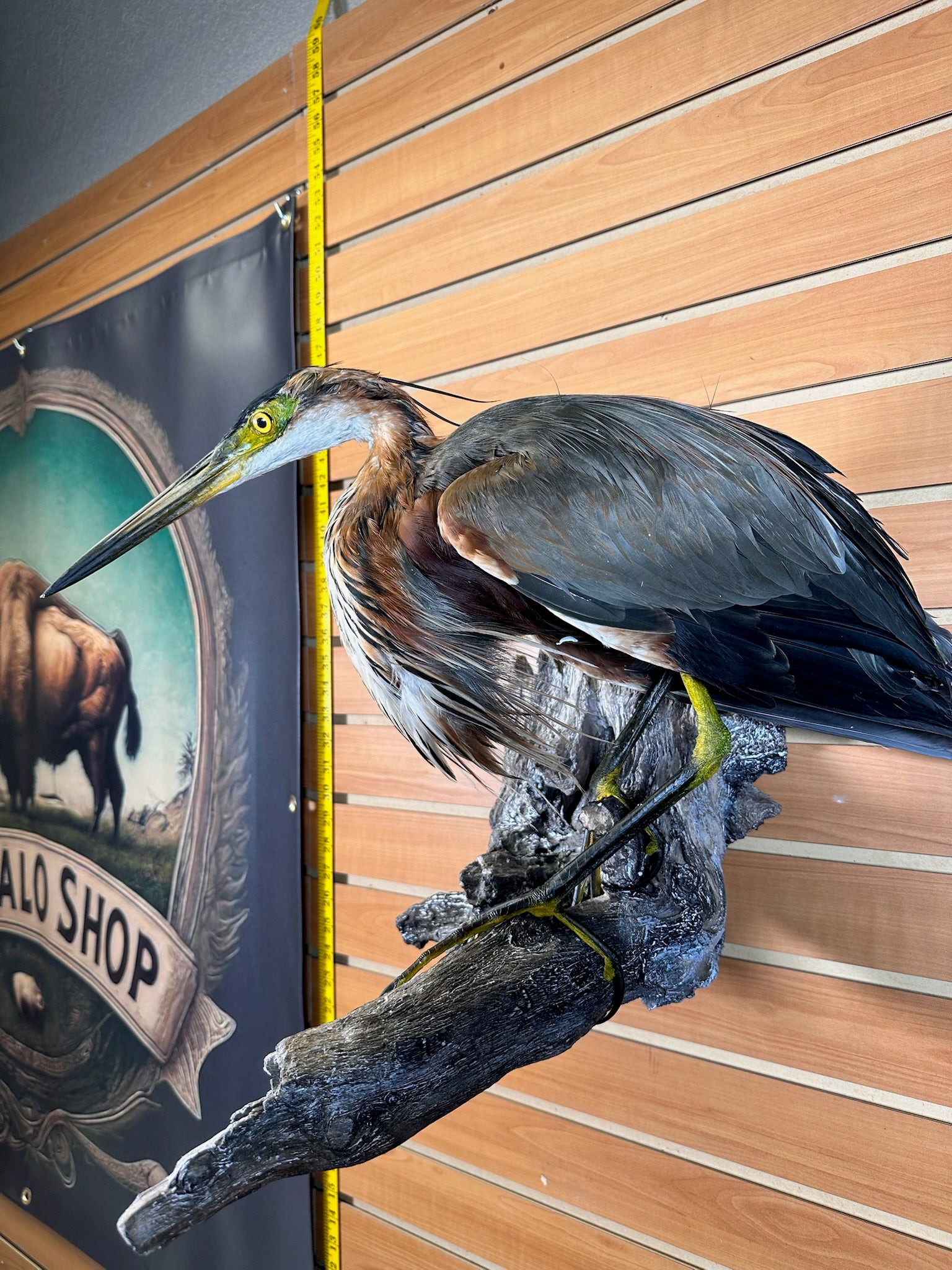 FHART12- Purple Heron taxidermy mount