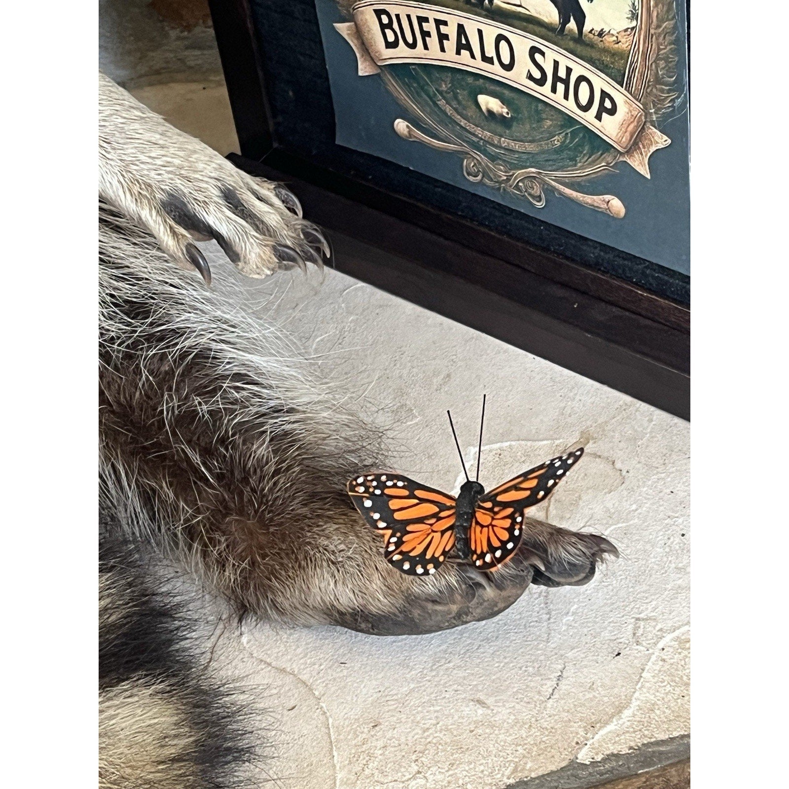 FHWL152 - Fat Raccoon Taxidermy Mount