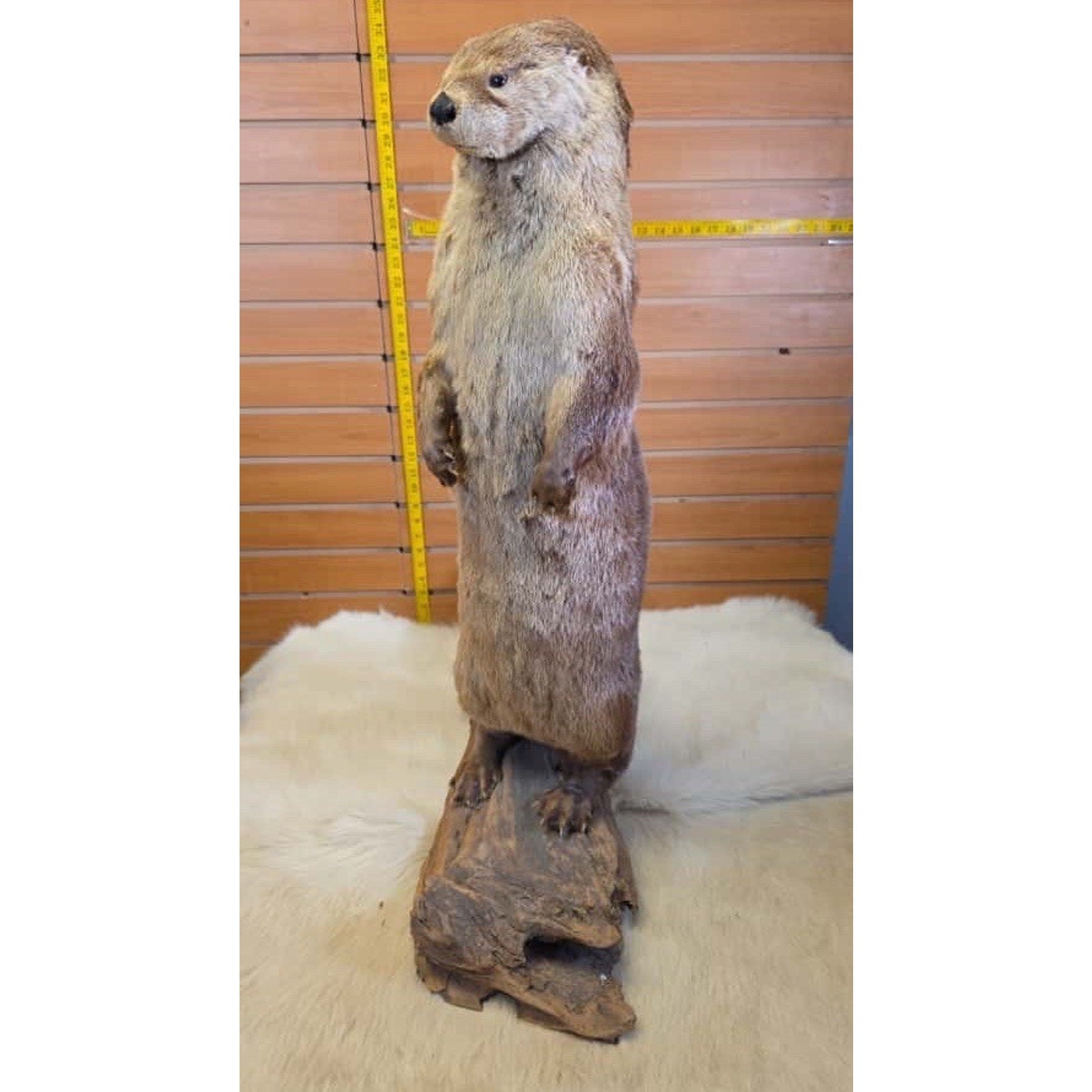 FHMN22-Otter full body taxidermy mount