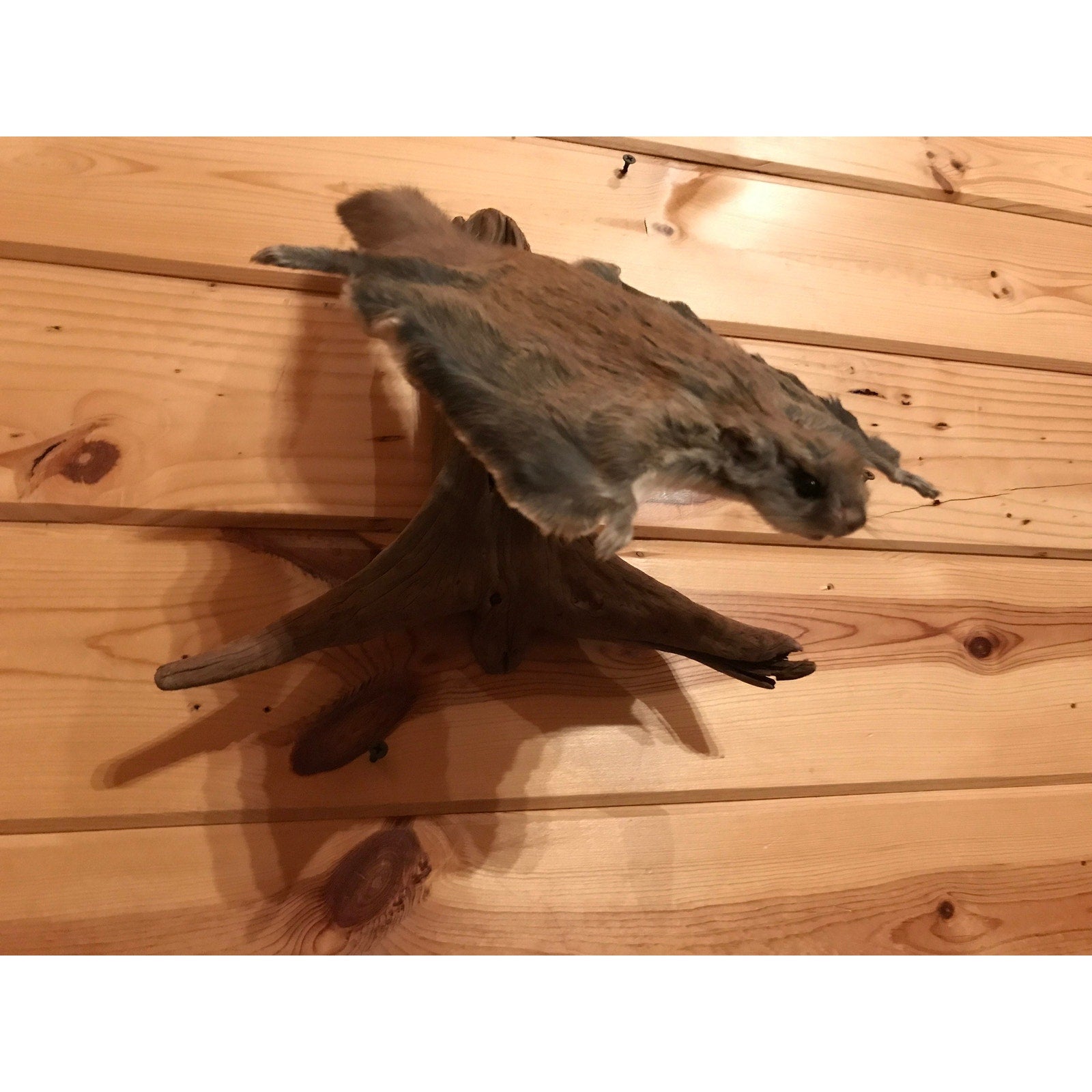 FHKUNZ230- Beautiful Adorable Flying Squirrel Small Animal Taxidermy mount
