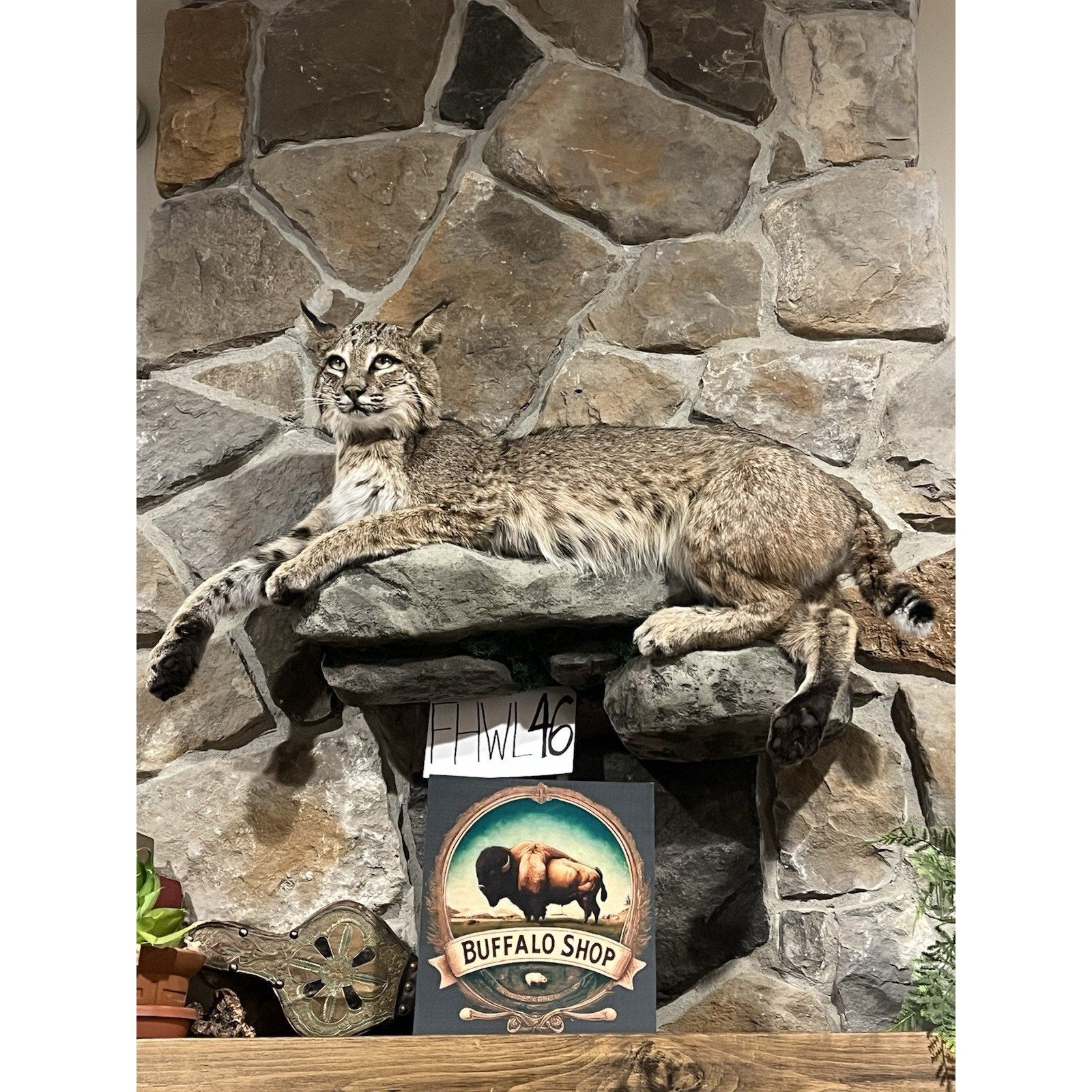 FHWL46 - Bobcat Taxidermy Full Body Mount