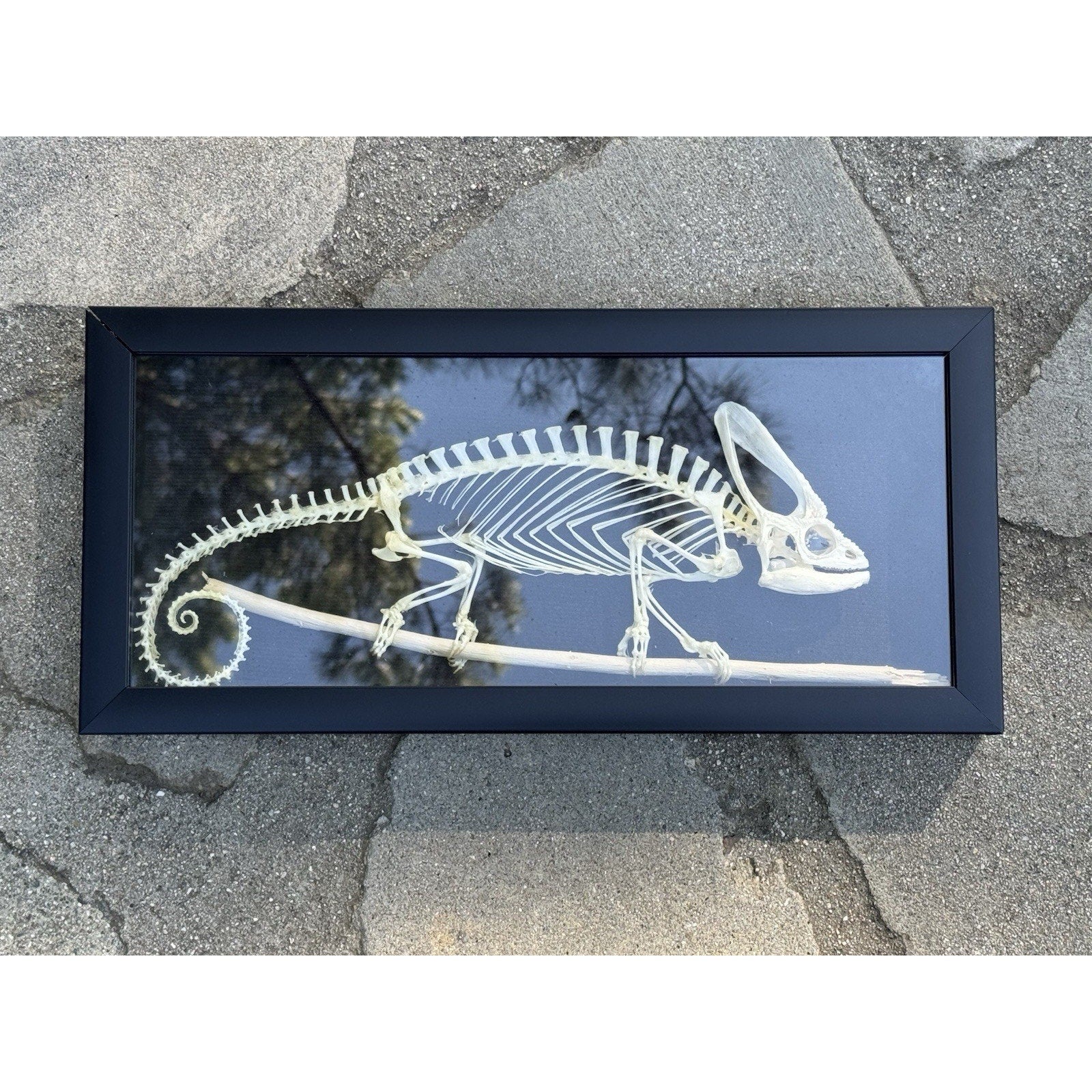 FHDARIUS2 - Chameleon real Skeleton Articulation