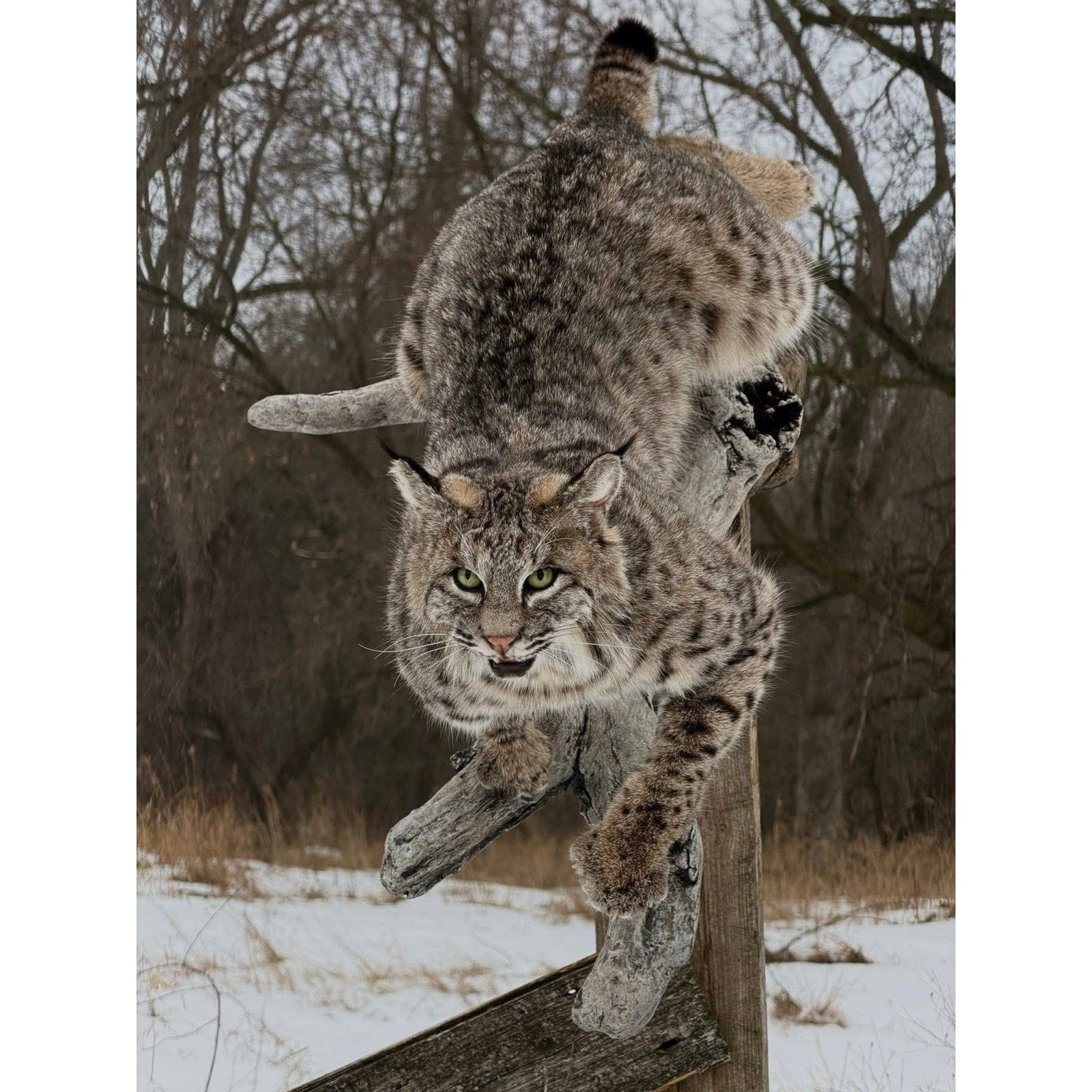 FHDOUG1 - Ultra Rare Blue Bobcat Full Body Taxidermy Mount