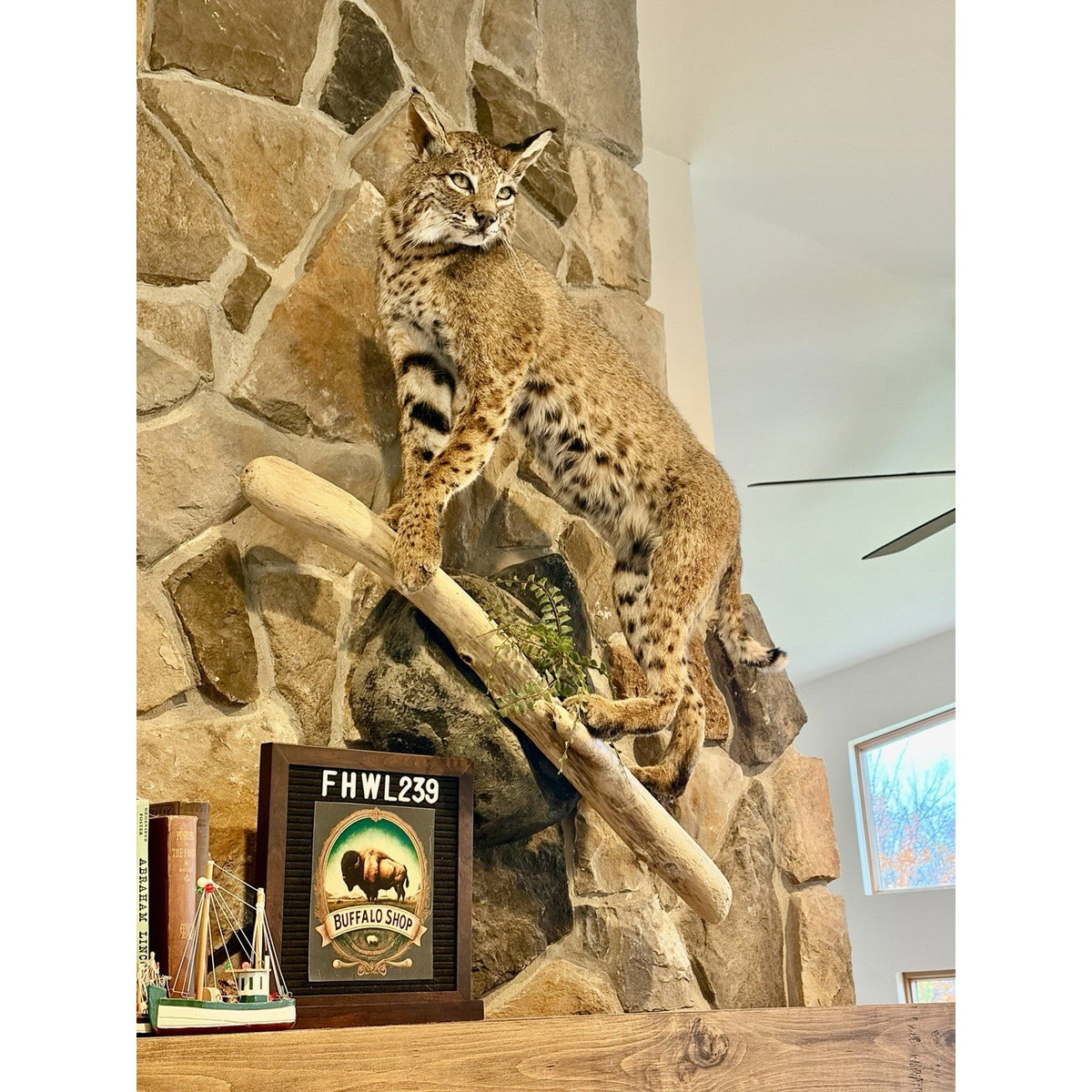 FHWL239 - Rare Bobcat Taxidermy Full Body Mount