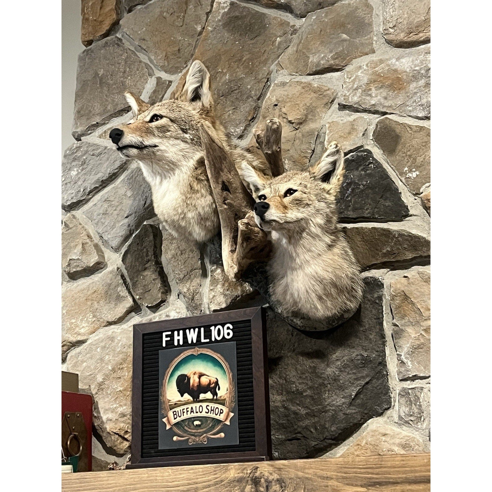 FHWL106 - Pair Of Coyote Shoulder Museum Quality mount Taxidermy