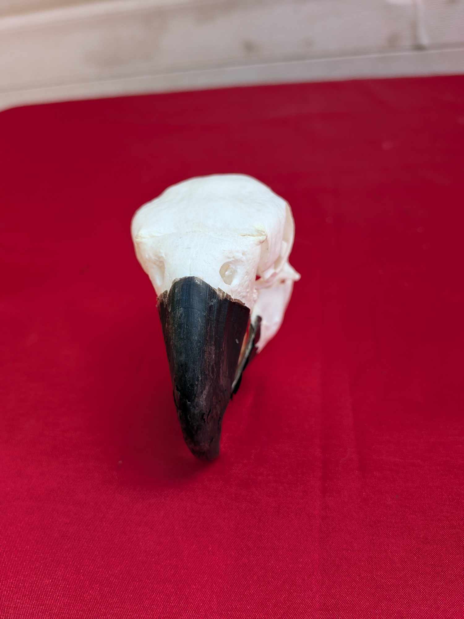 FHPAT937-Real Blue And Gold Macaw Bird Skull Taxidermy
