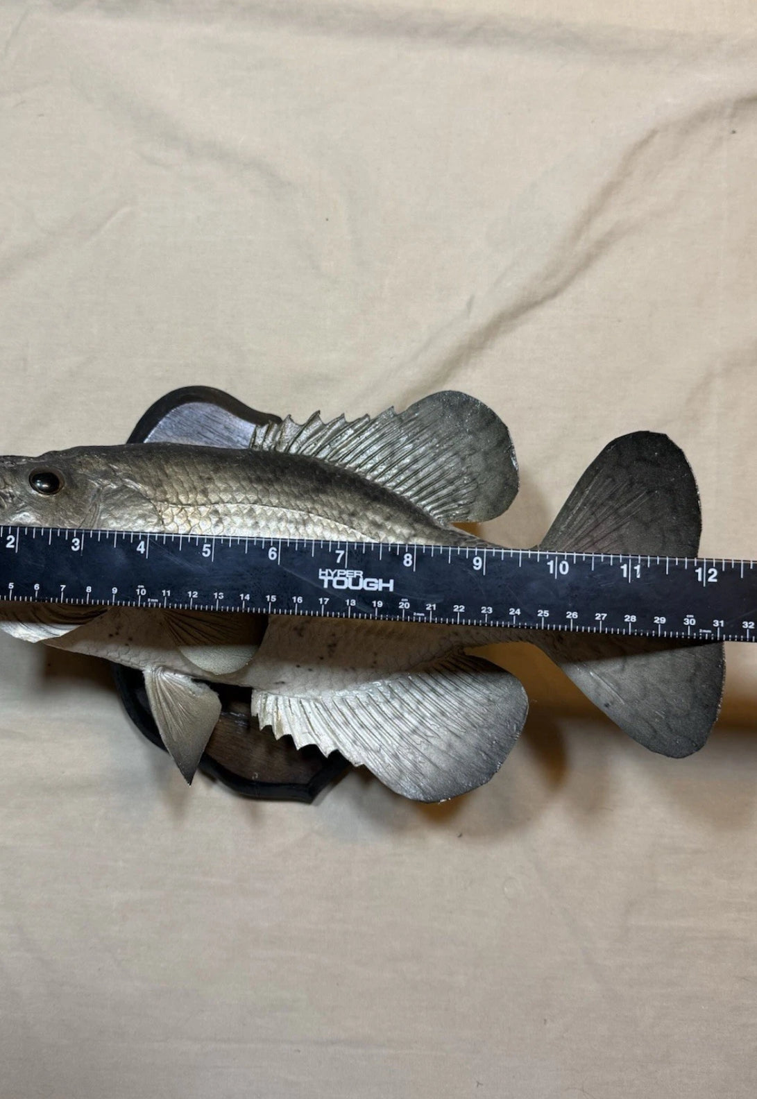 FHEB0817 - 12.5 Inch Crappie Taxidermy Mount