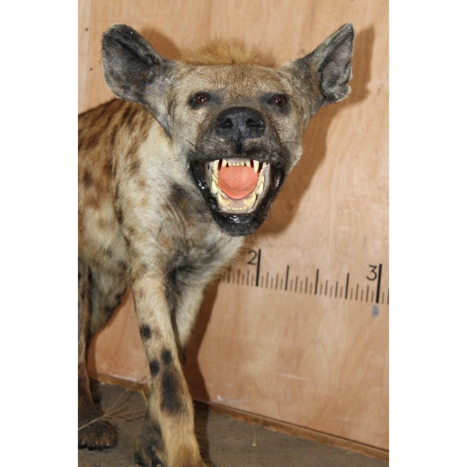FHBRENT2 - XL Life-sized SPOTTED HYENA on a Wood Base
