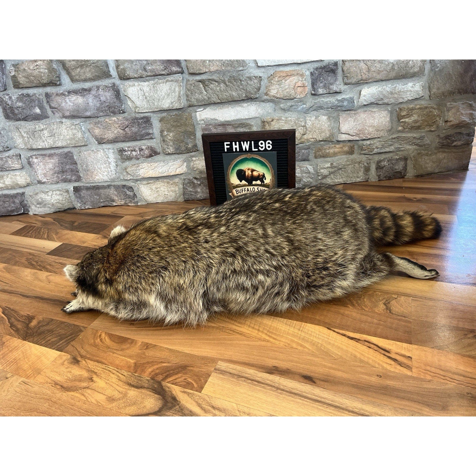 FHWL96 - Fat Raccoon Taxidermy Mount