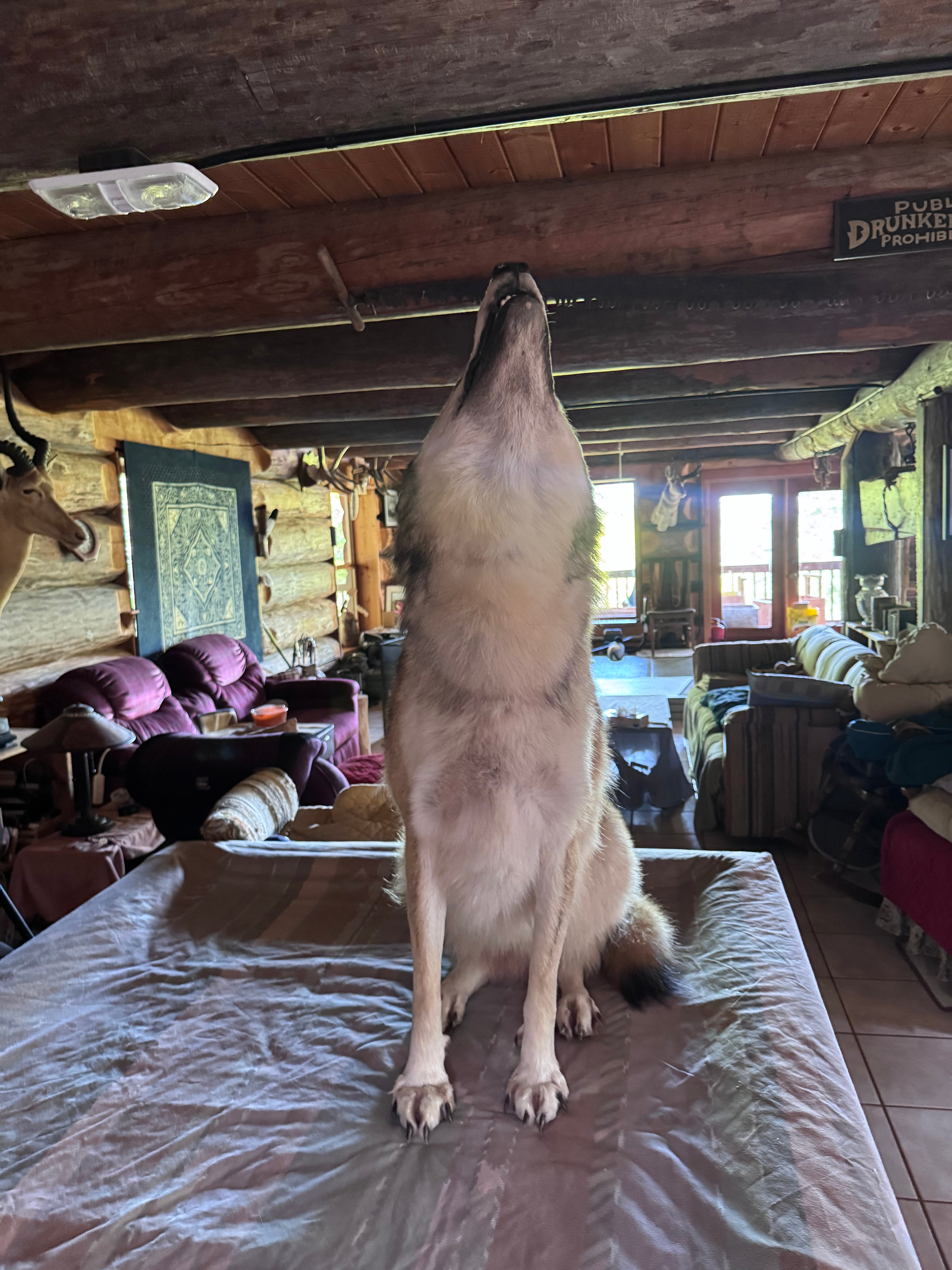FHWA648 - premium Alaskan wolf howling full body Taxidermy mount
