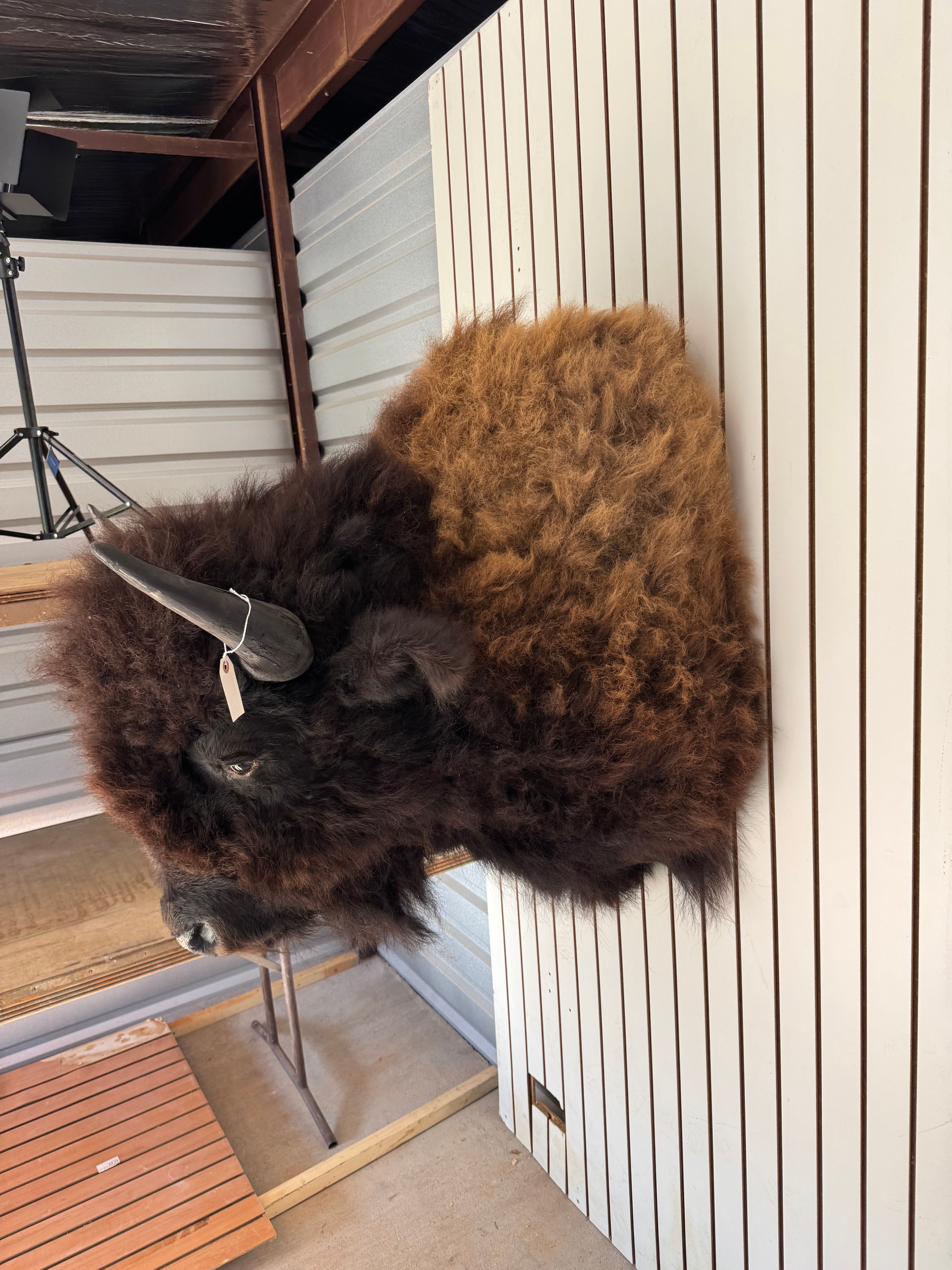 FHDAR352-XL Buffalo Taxidermy Shoulder mount Bull
