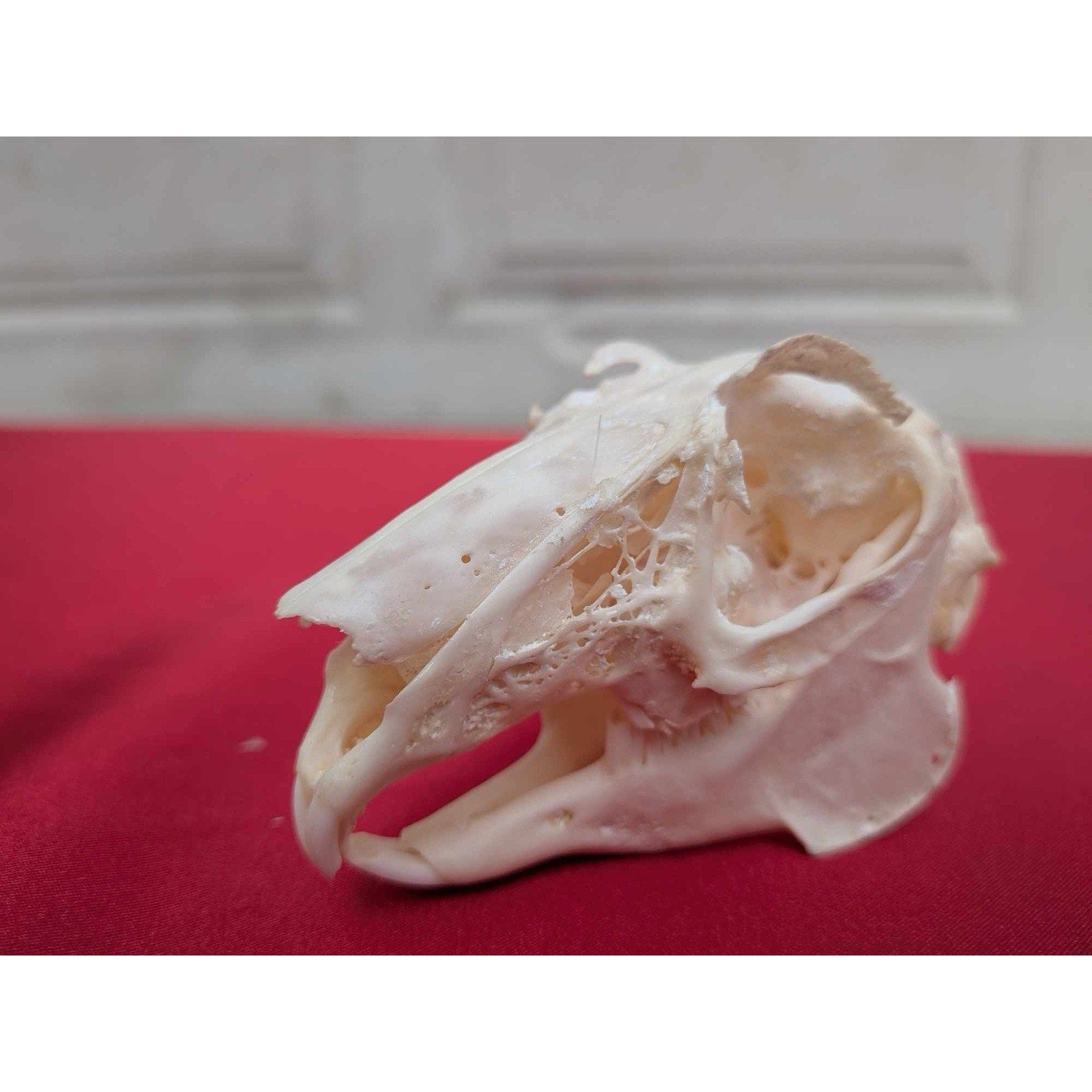 FHPAT83 - Real White-Tailed Jackrabbit Skull - Lepus townsendii