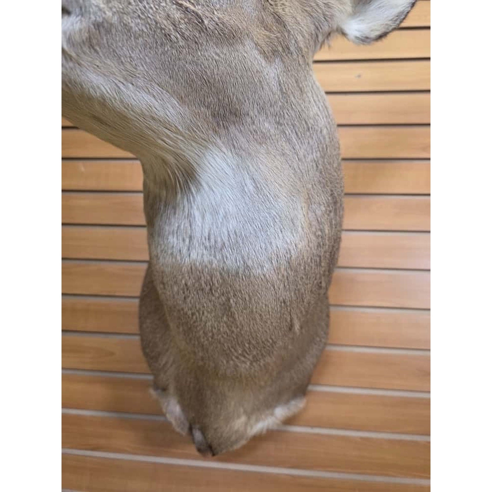 FHMN10 - Whitetail Deer Real Antler Deer Taxidermy Mount