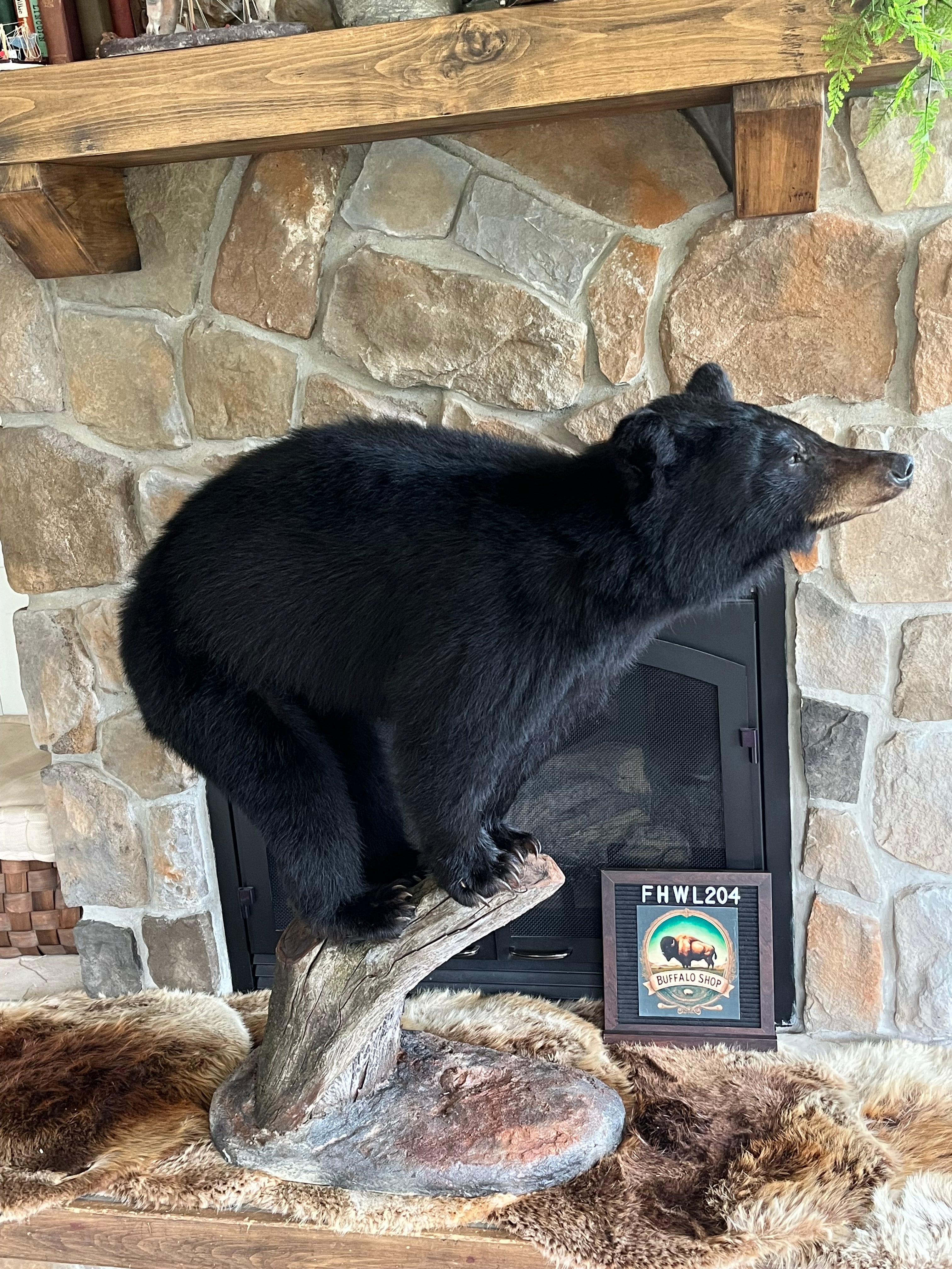FHWL204 - Yearling Black Bear Cub Full Body taxidermy mount