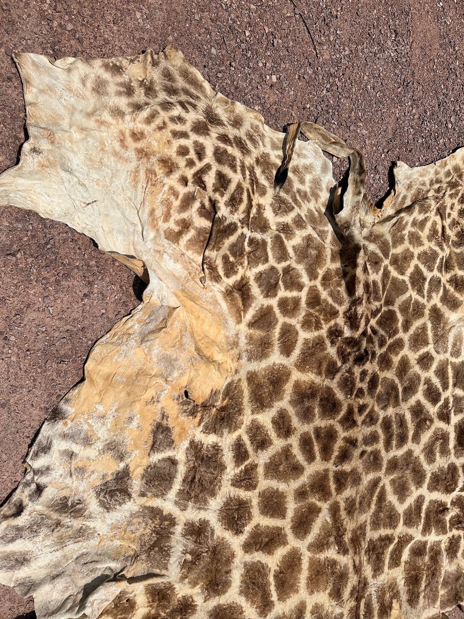 FHGIRAF1- Big Giraffe Tanned Skin Taxidermy
