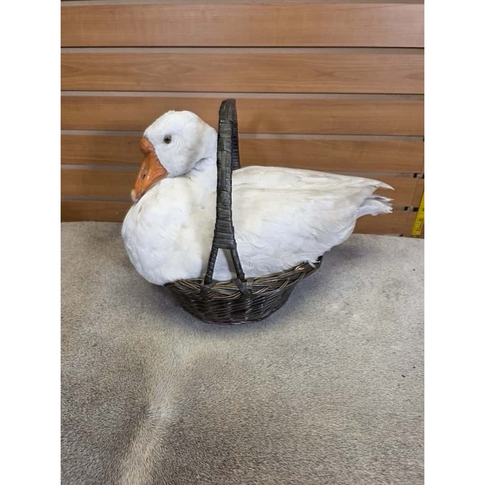 FHCM23 - farm raised Chinese goose Taxidermy Mount