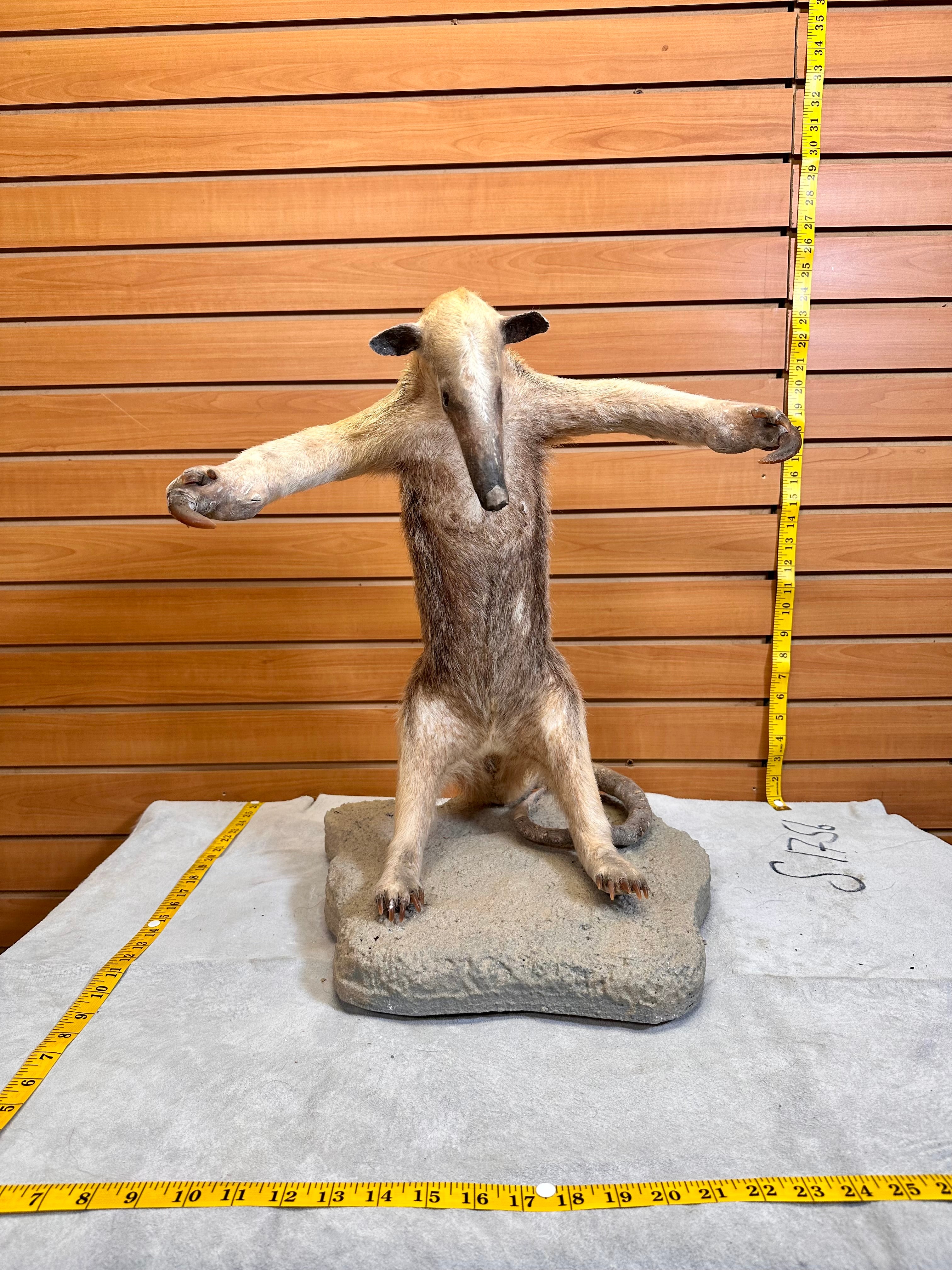 FHPAT7392-Tamandua / Ant Eater Full Body Mount Taxidermy