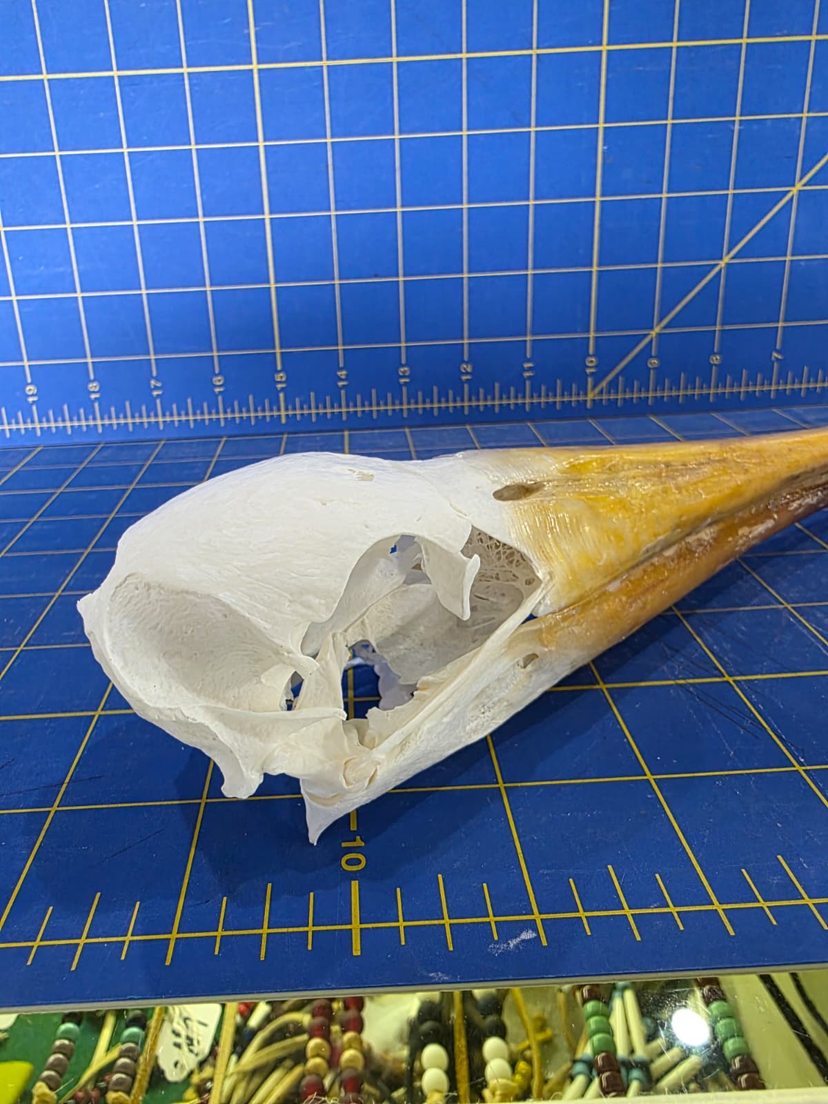 JTV201 - Real Yellow-billed stork Bird Skull Taxidermy
