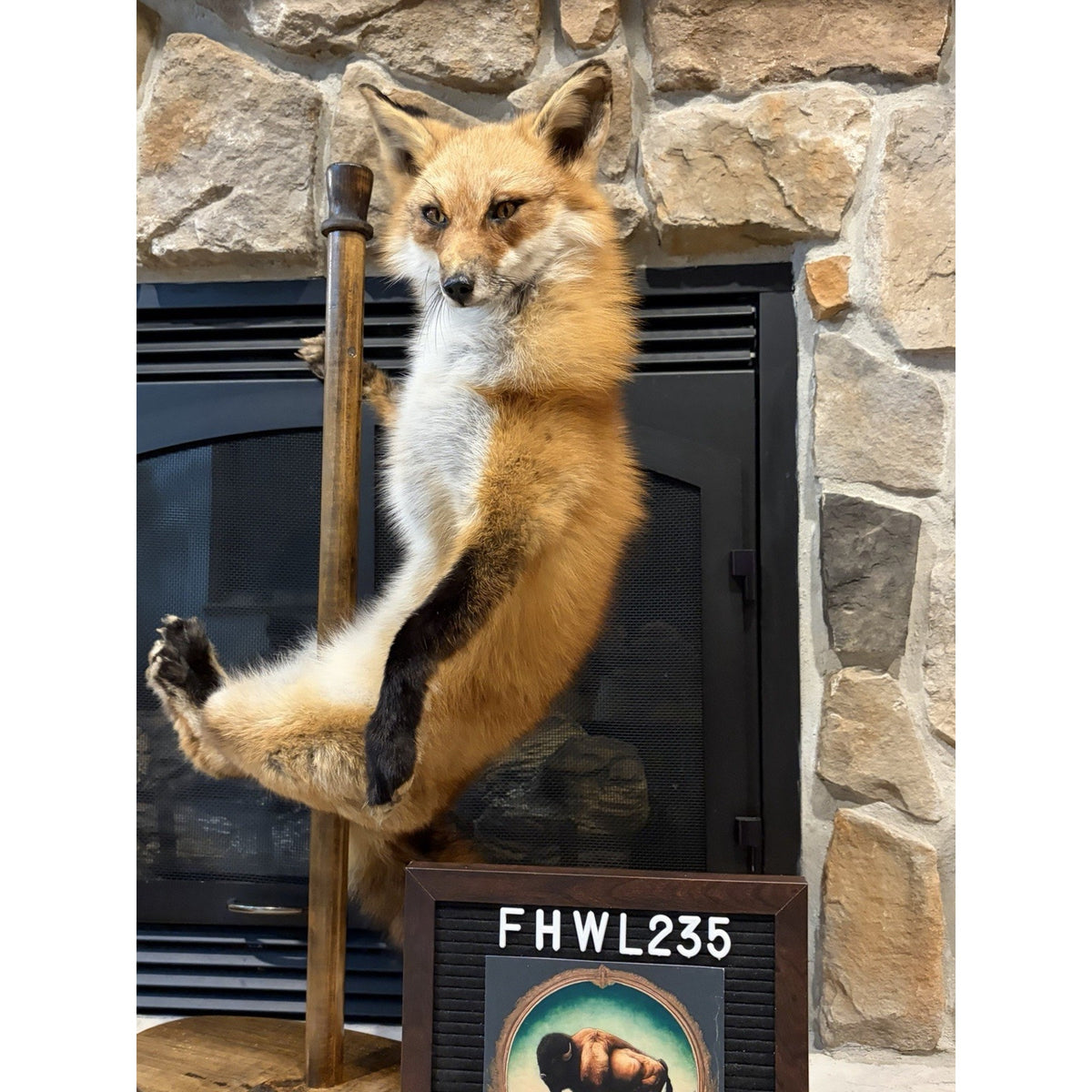 FHWL235 - Red Fox Taxidermy Stripper Dancing Full Body Mount