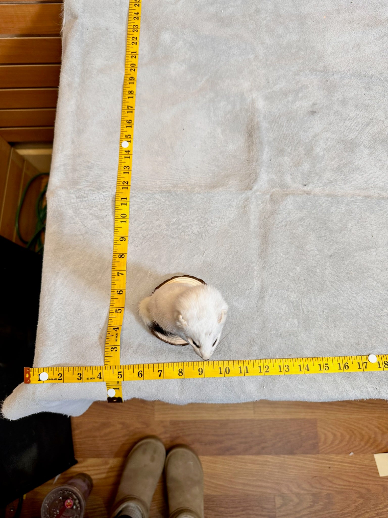 FHWEAS19- Beautiful Adorable Weasel Ermine Small Animal Taxidermy