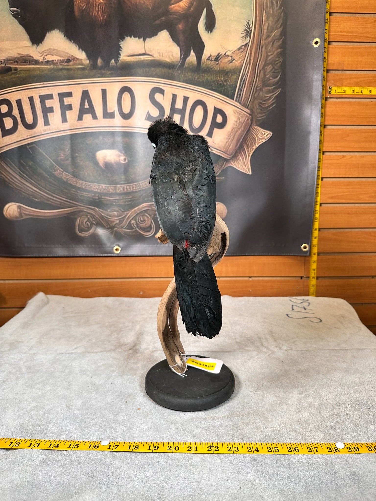 FHBIRD16-channel-billed toucan (Ramphastos vitellinus) Taxidermy Mount