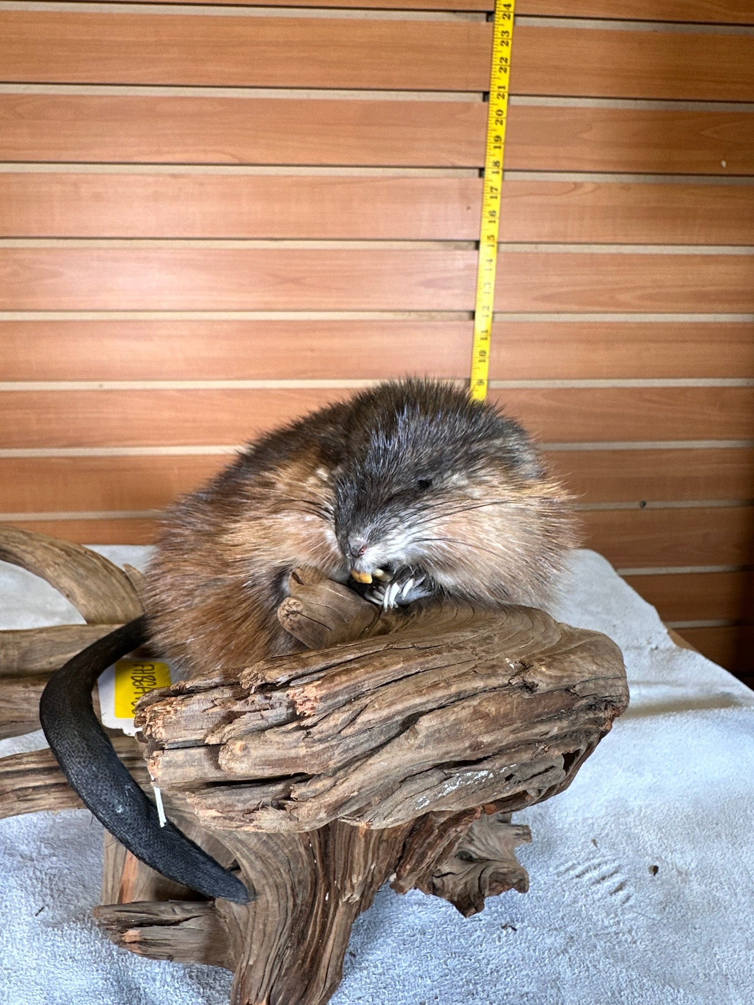 FHMUSK30- Beautiful Muskrat taxidermy mount
