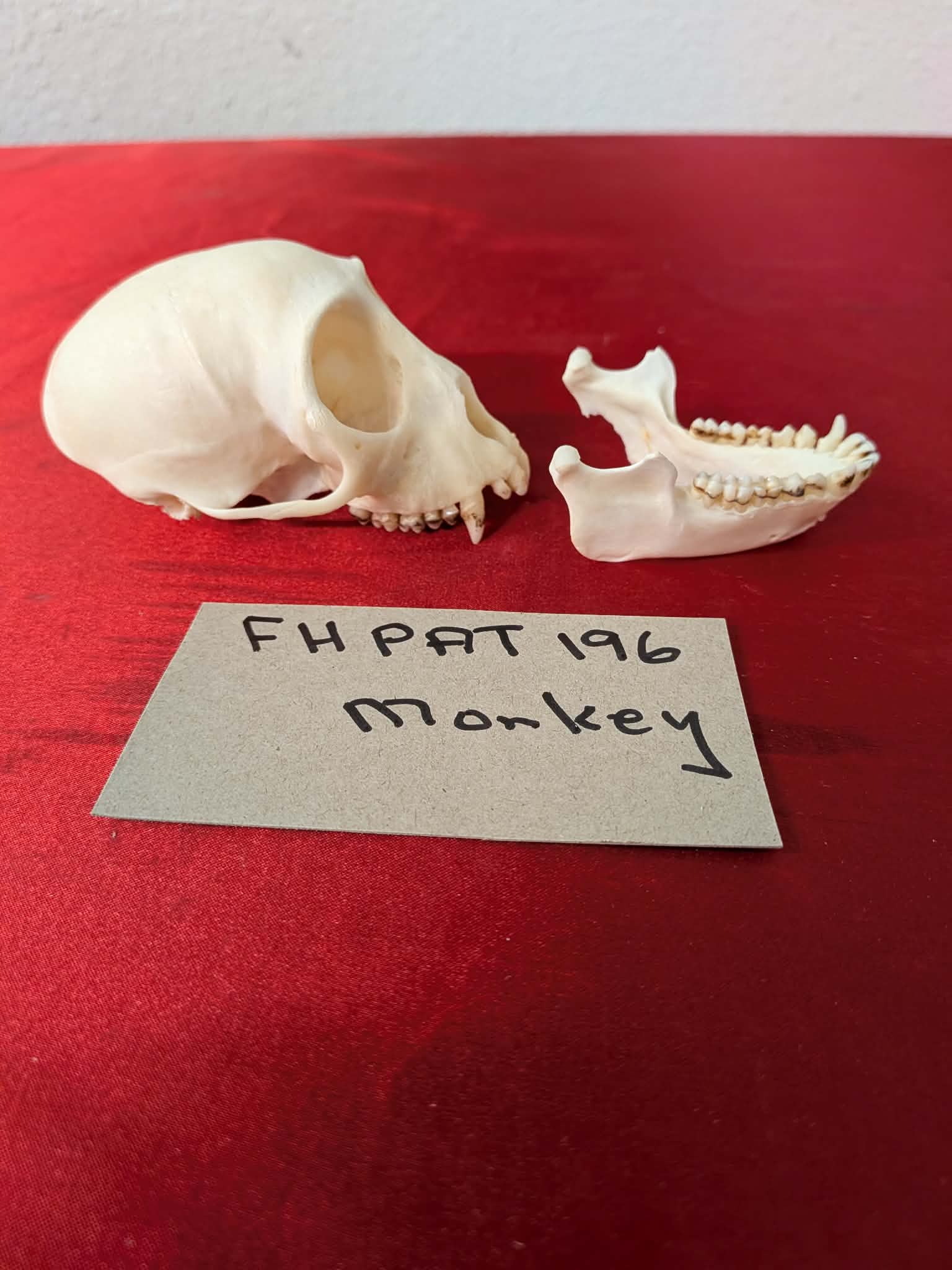 FHPAT196 - mustached real monkey skull