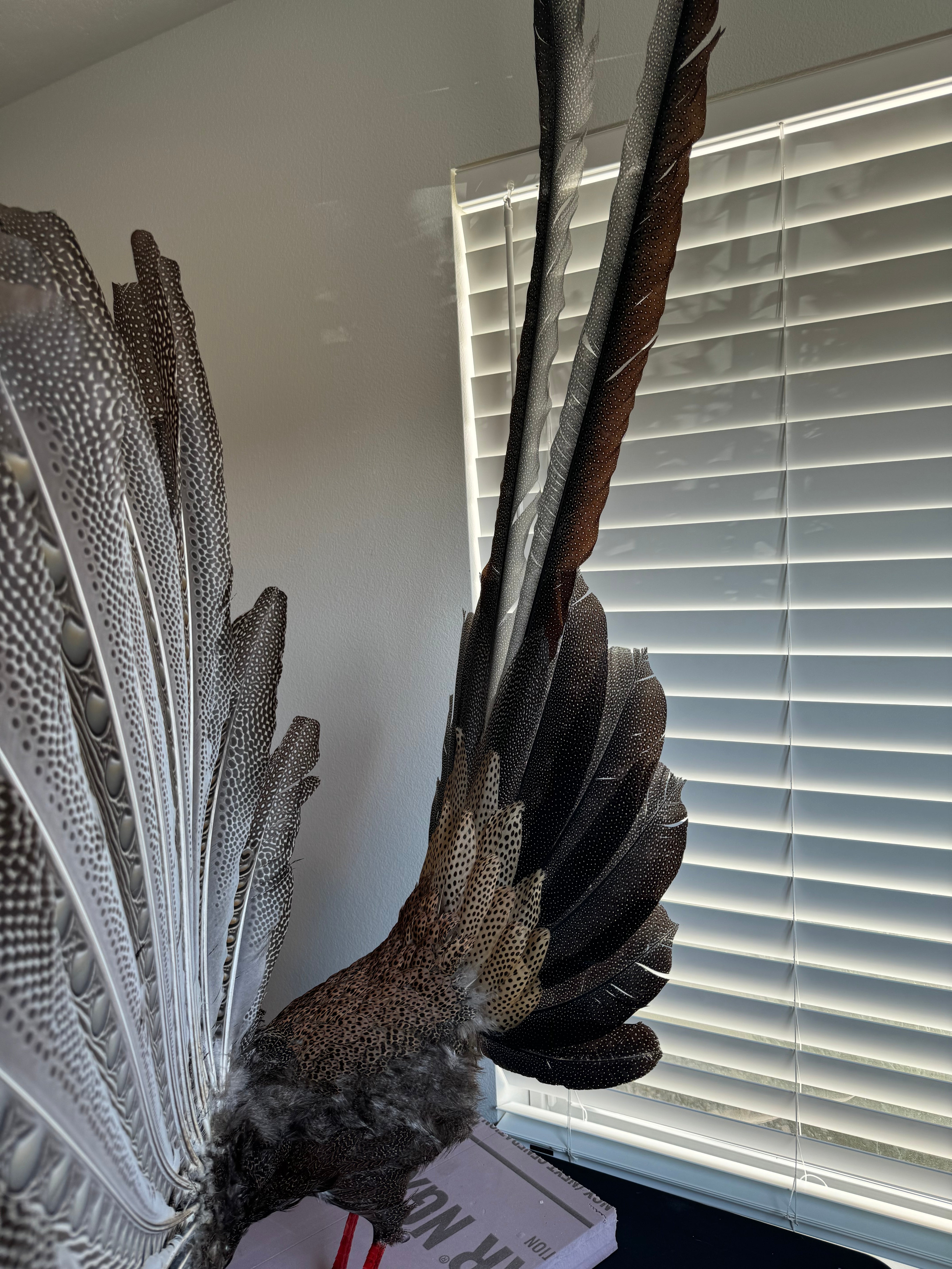 FHKY2 - Museum Quality Male Argus pheasant taxidermy mount