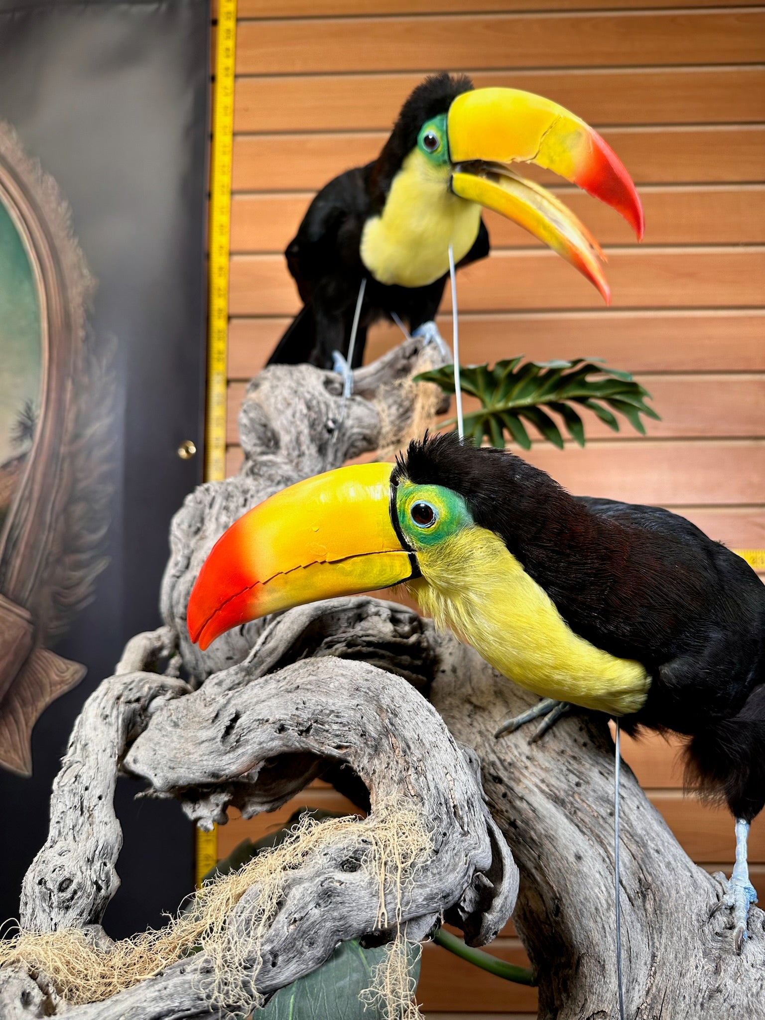 FH739-Keel billed toucans taxidermy mount - captive bred
