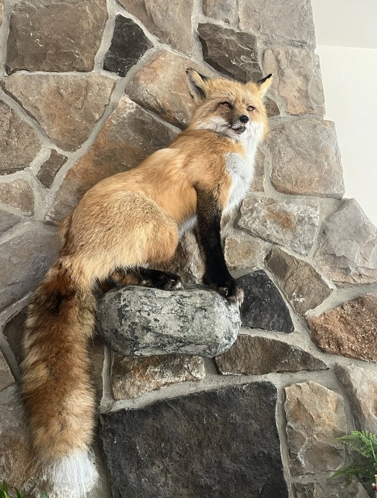FHWA0802 - Red Fox Taxidermy Full Body Mount