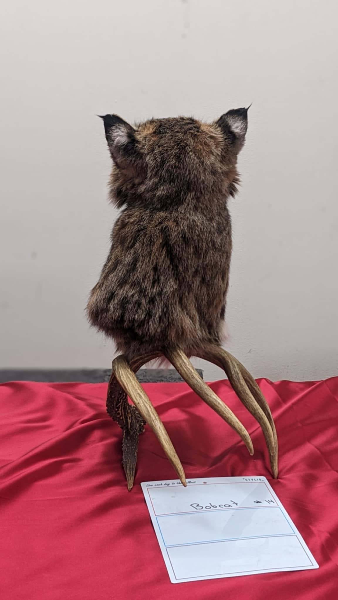 FHPAT7-Bobcat pedestal head mount on real antler