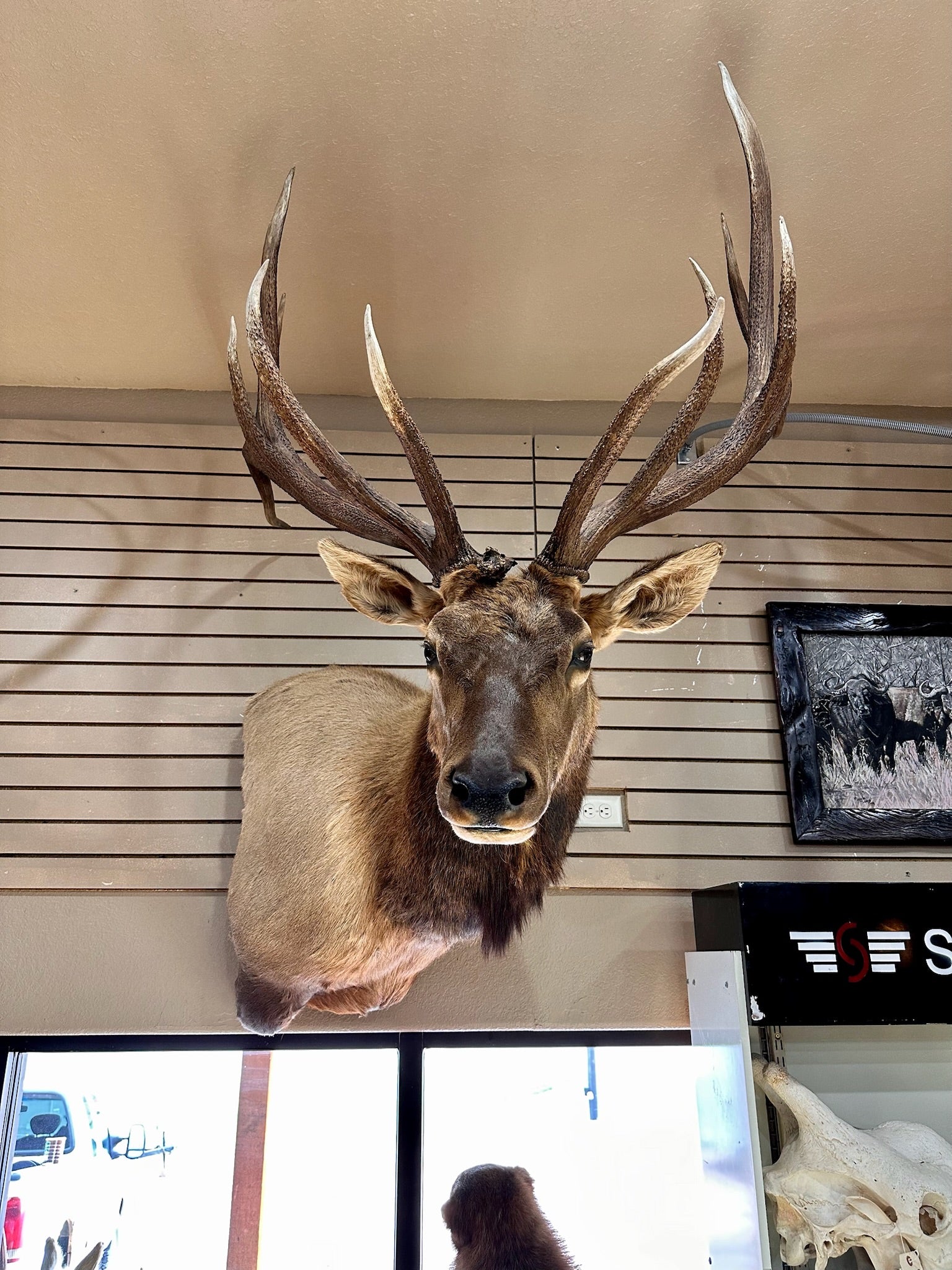 FH192- Beautiful Elk taxidermy mount