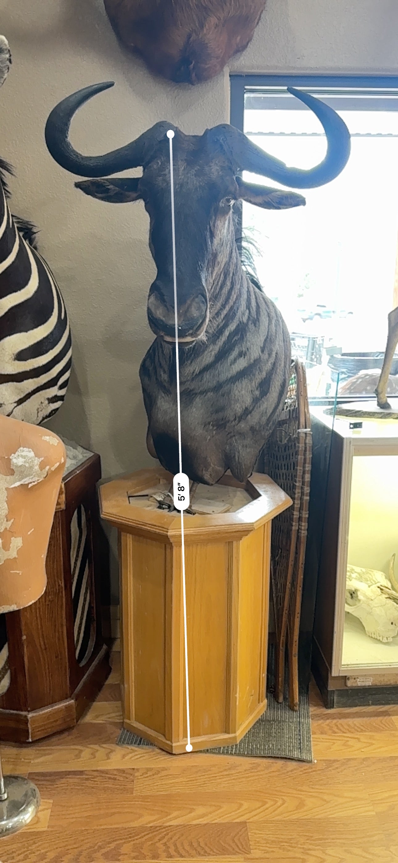 FH185-African Blue Wildebeest Pedestal Taxidermy Mount