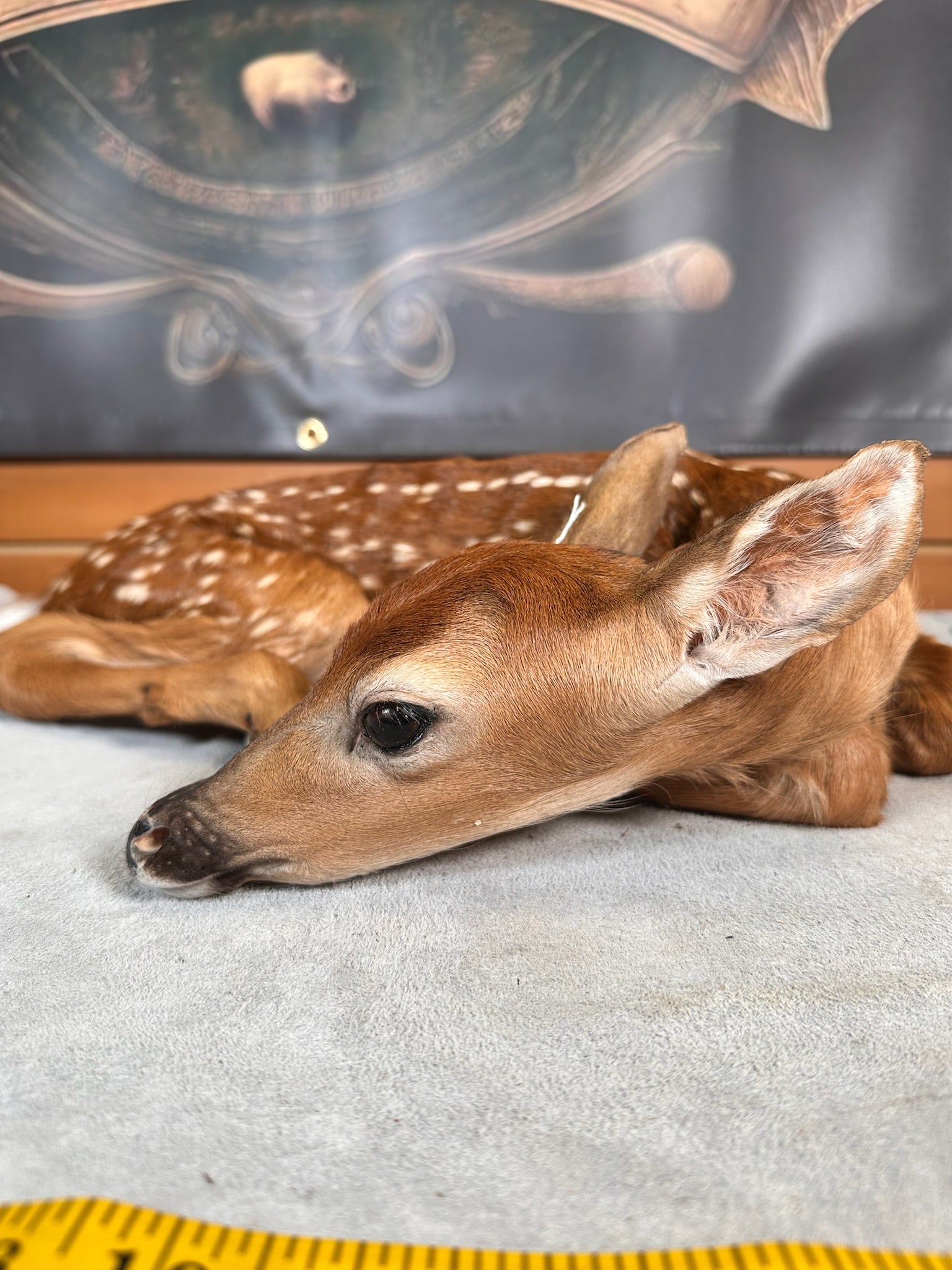 FHDEER3- Baby Deer Fawn tiny taxidermy mount