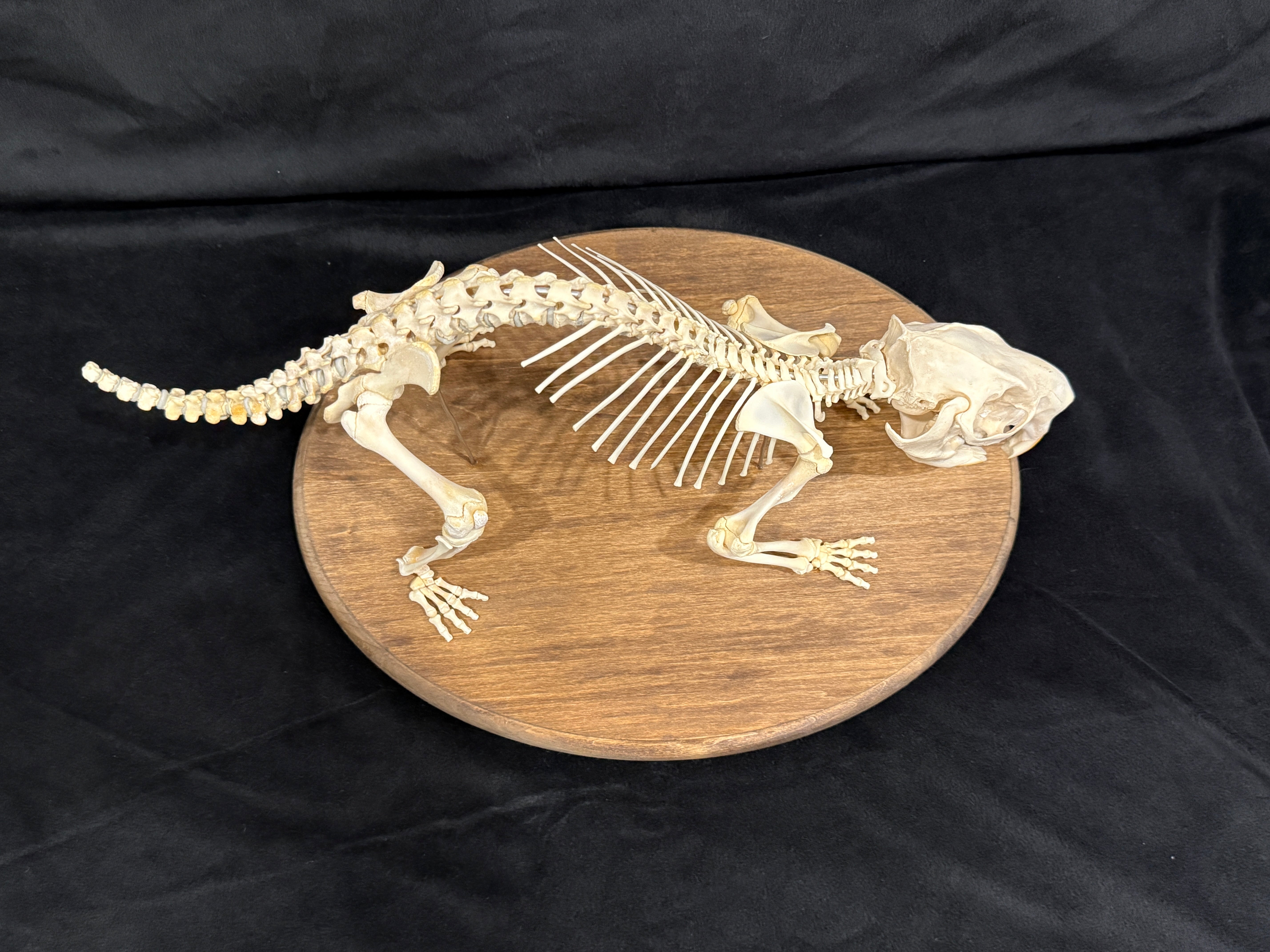 FHDA2 - Real North American Porcupine Articulated Skeleton taxidermy