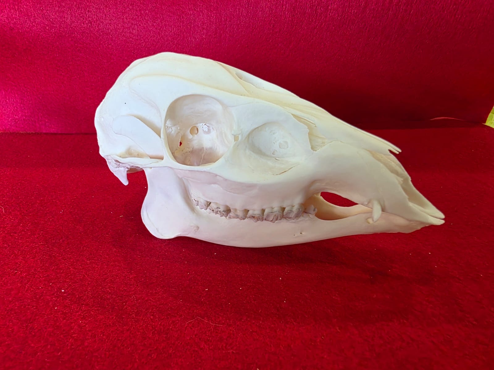 JSK12- Muntjac deer doe