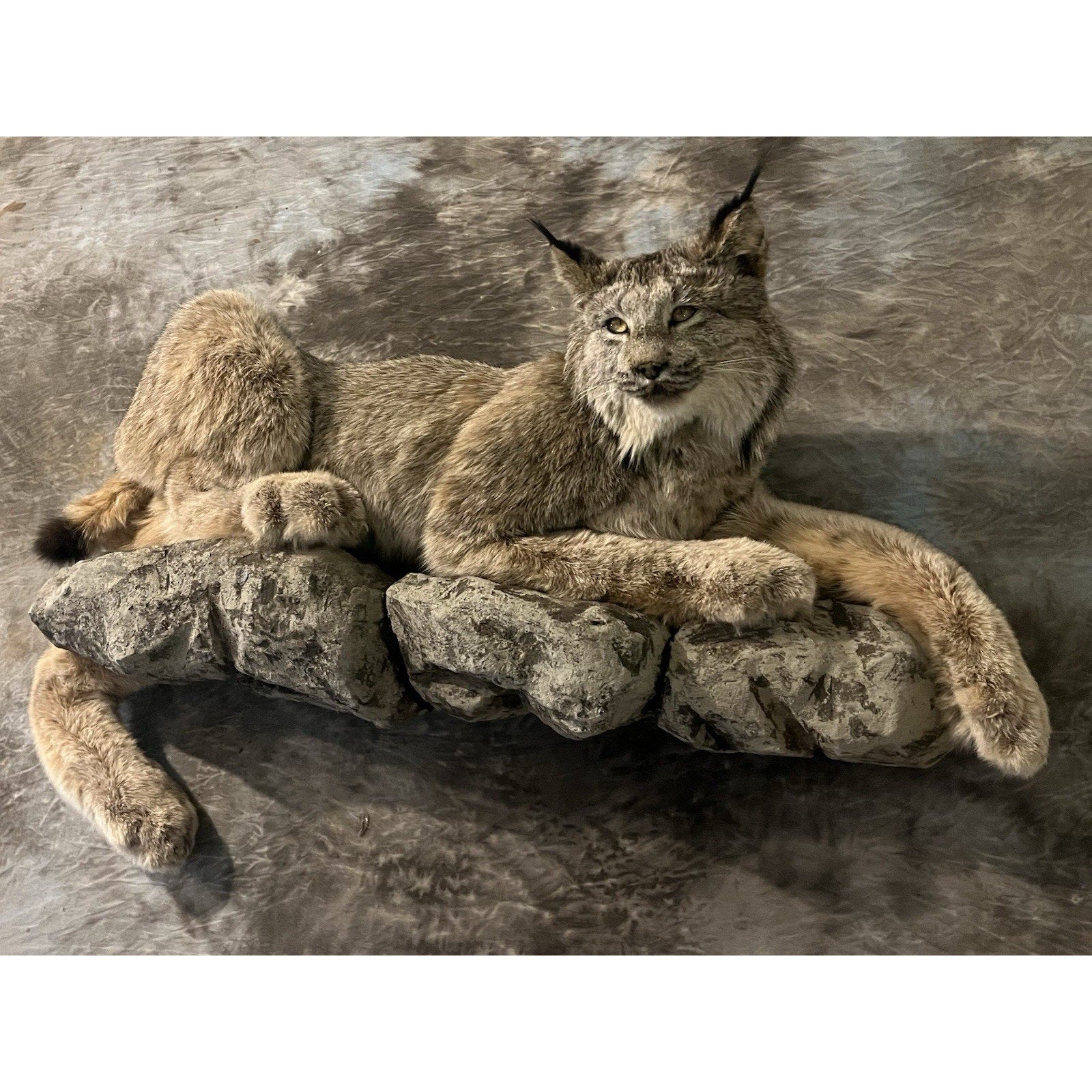 FHWL33 - Alaskan Lynx Taxidermy Full Body Mount Prime Fur
