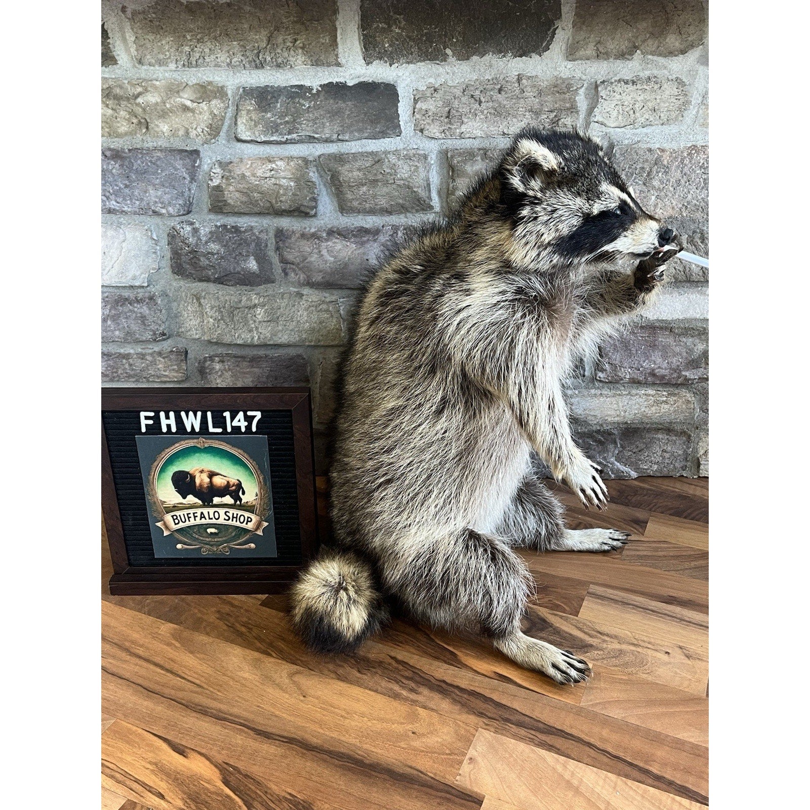 FHWL147- Fat Smoking Raccoon Taxidermy Mount