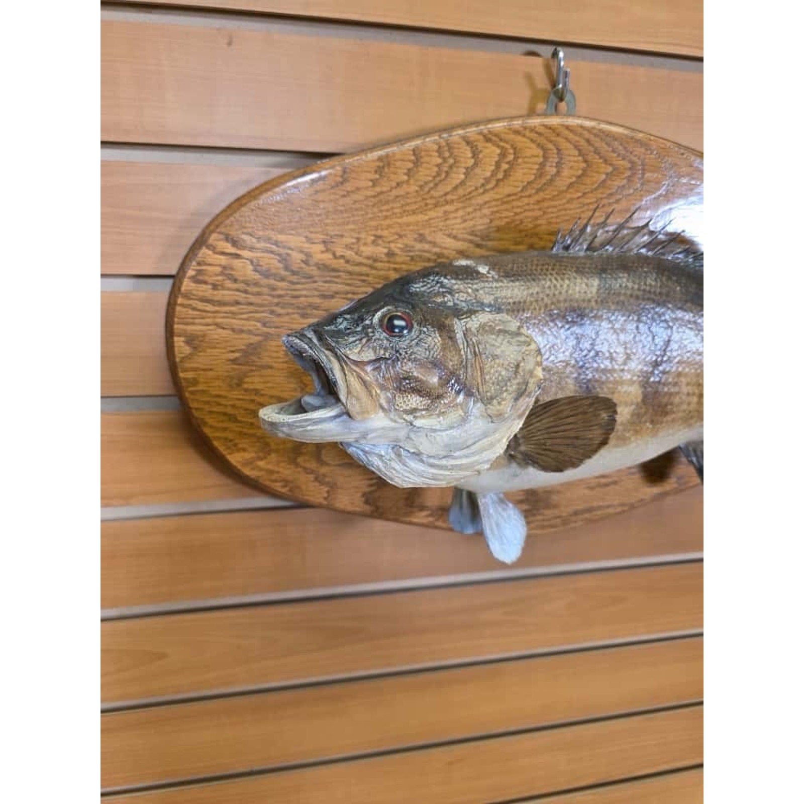 JTV225 - Real Skin LM Bass Fish Taxidermy Mount 19”