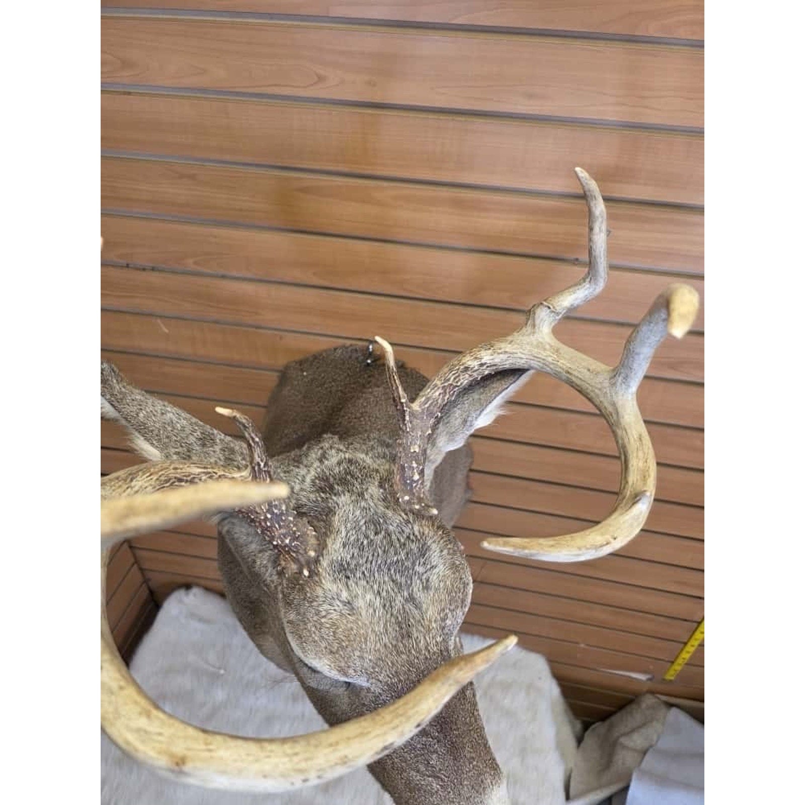 FHMN11 - Whitetail Deer Real Antler Deer Taxidermy Mount