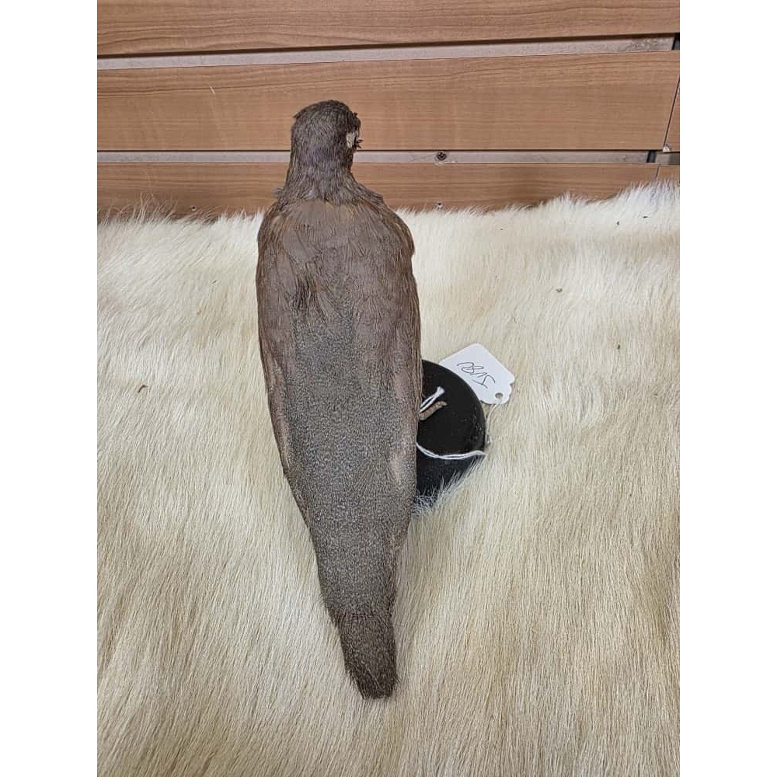 SPL2 - Zoo Raised Sand Partridge Taxidermy Mount