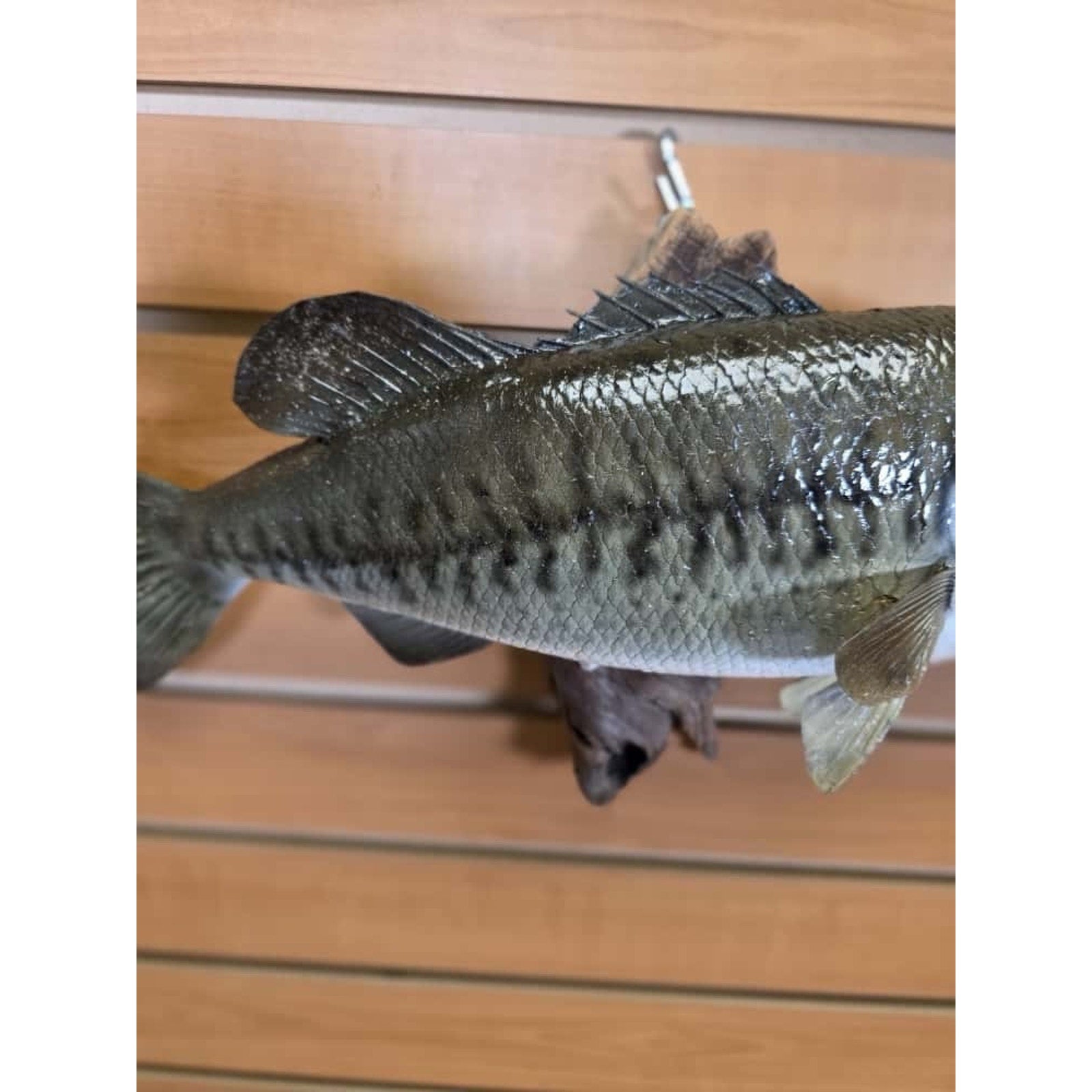 JTV209 - Bass. 17" Real Skin Fish Taxidermy Mount
