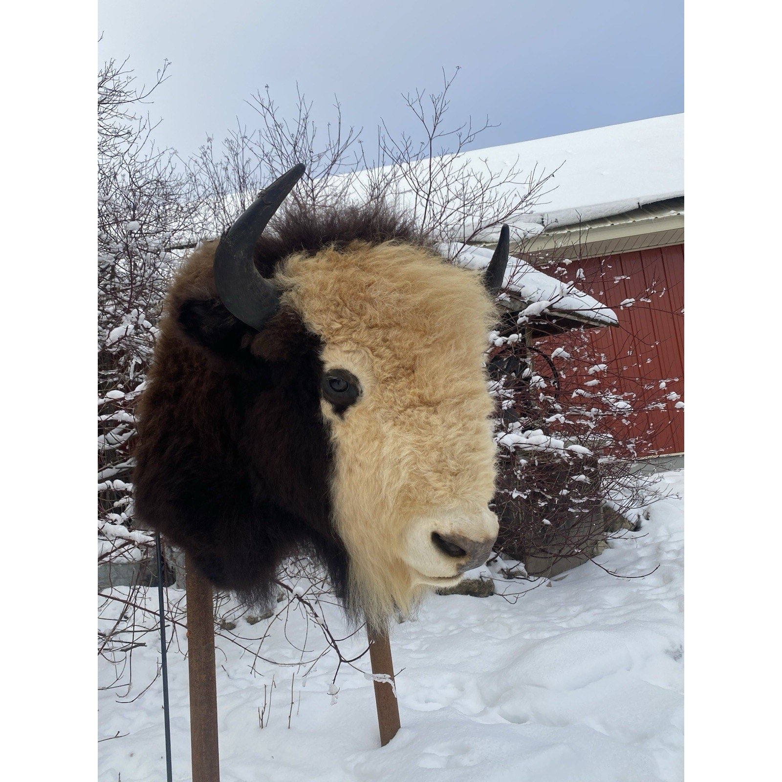 FHDAR40- Rare Sacred White-faced Buffalo Bison Taxidermy Shoulder mount