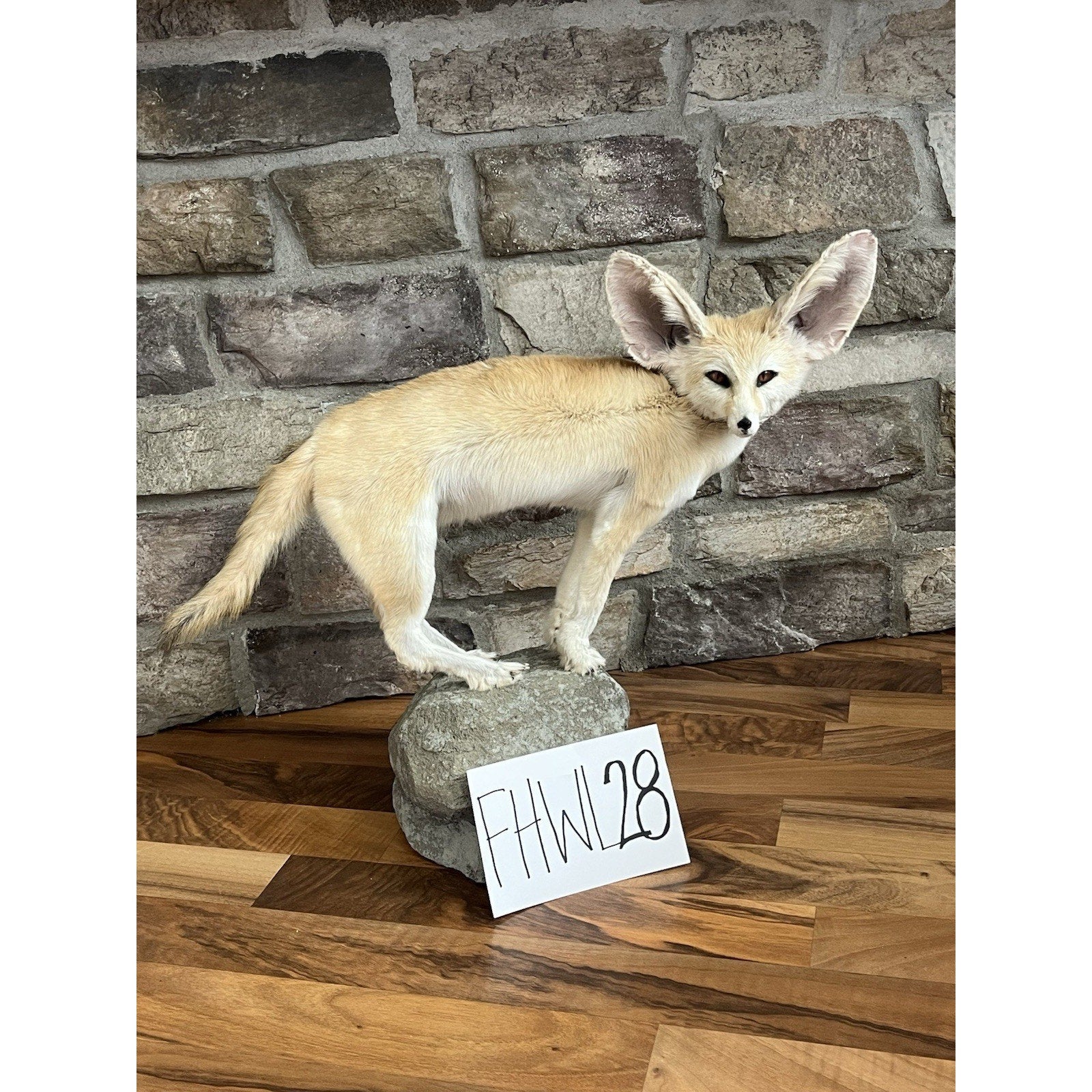 FHWL28 - Museum Quality Fennec Fox Taxidermy Full Body Mount