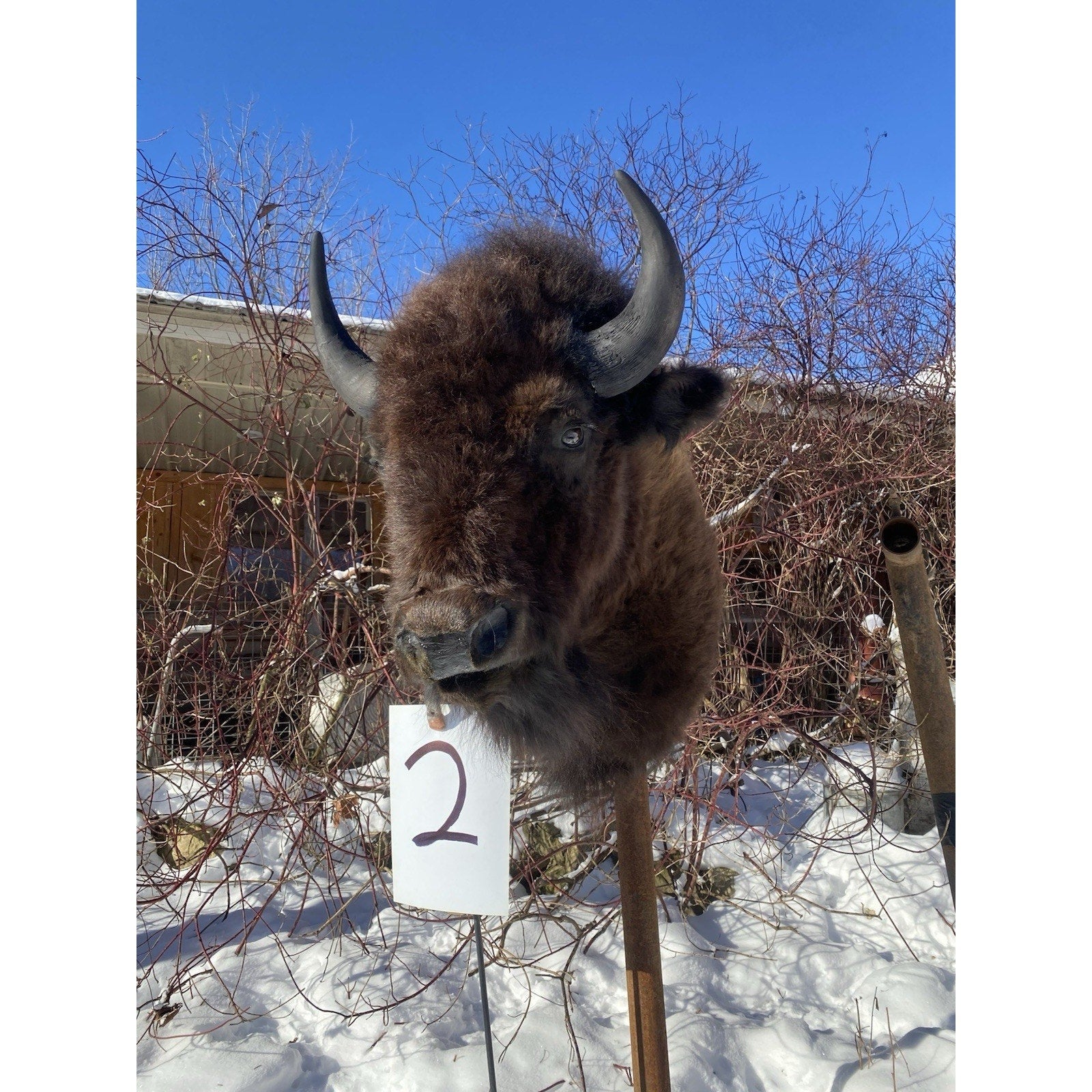 FHDARDEC2 - Real North American Buffalo / Bison Shoulder Taxidermy Mount New