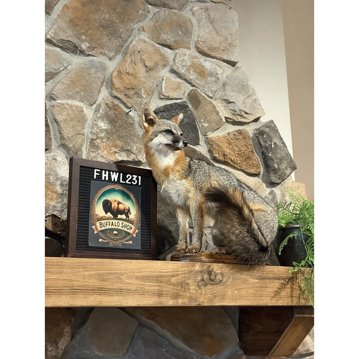 FHWL231- Grey Fox Taxidermy Full Body Mount Cabin Camp Man Cave