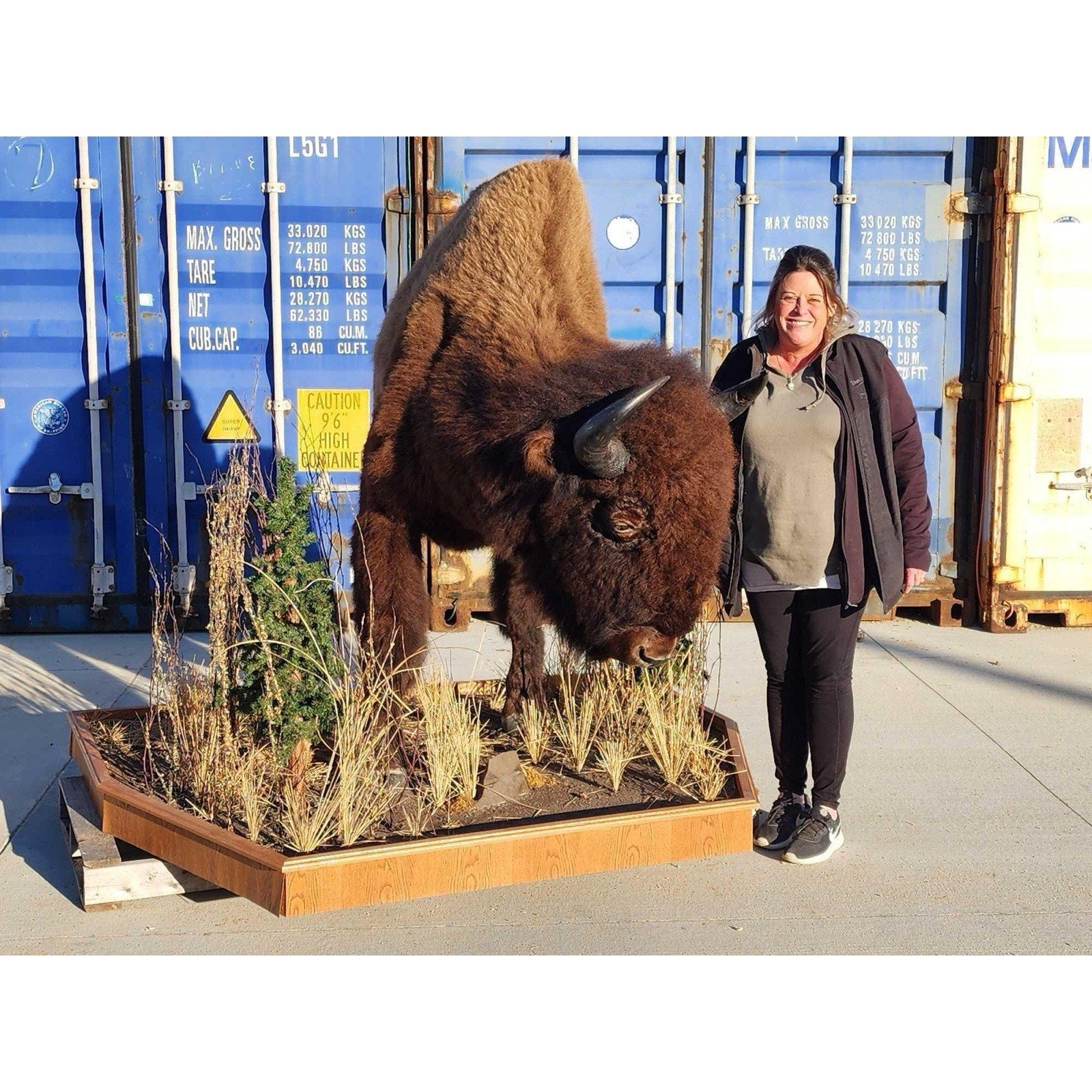 FHCM775 - Massive Buffalo Bison Taxidermy Half mount Bull