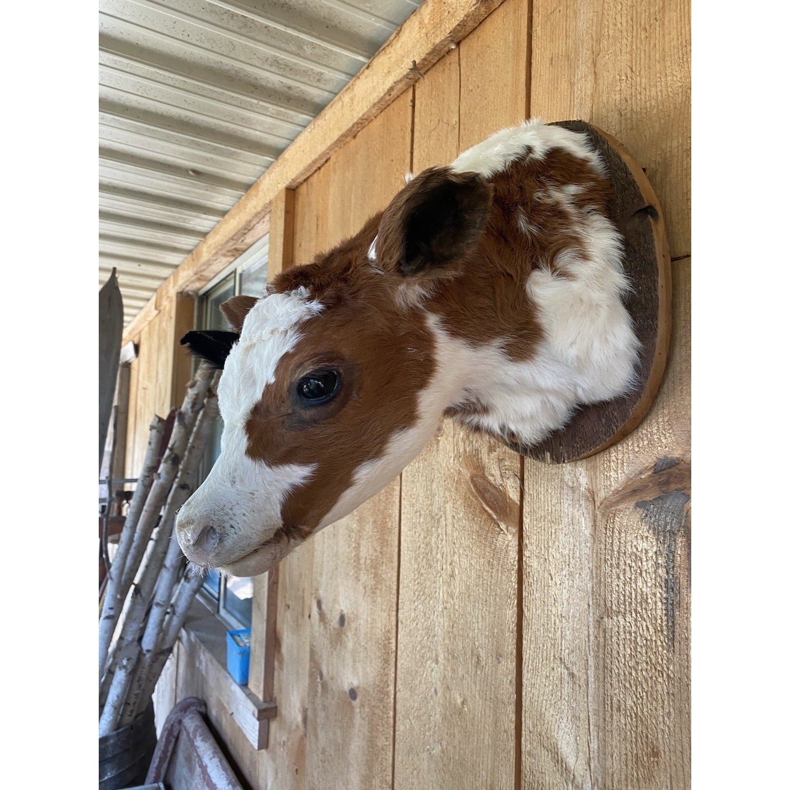 FHDARCA1 - Two headed calf cow taxidermy Gaff